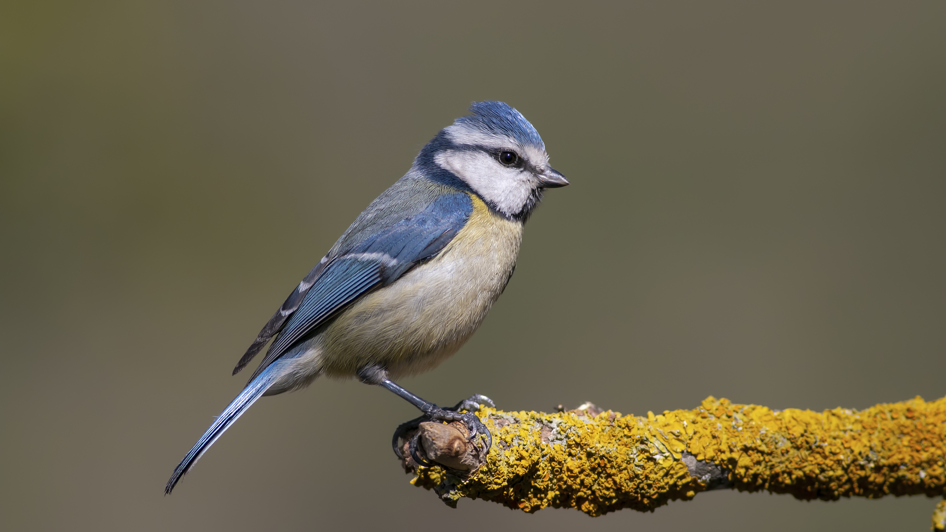 Eurasian Blue Tit