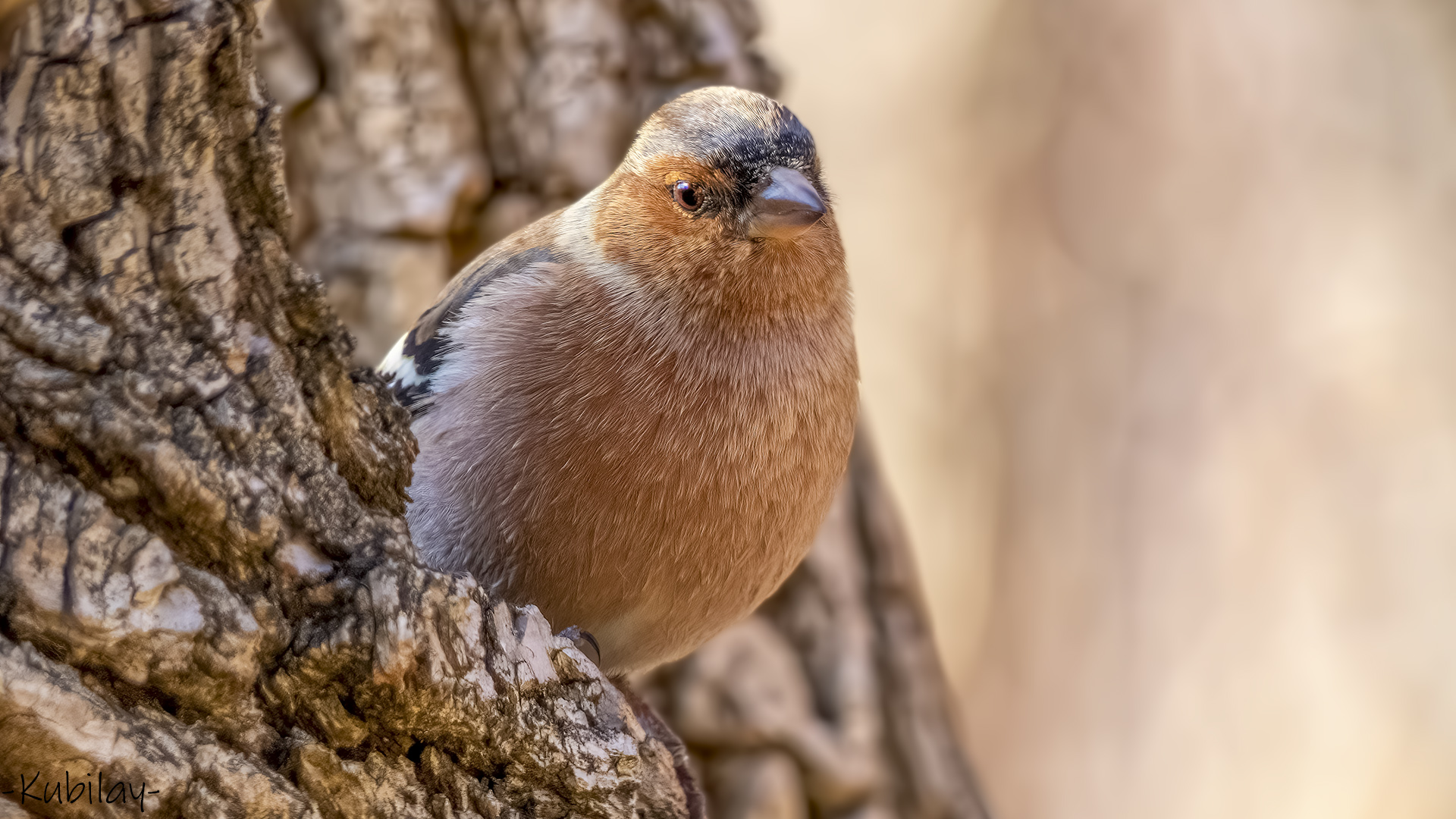 Common Chaffinch