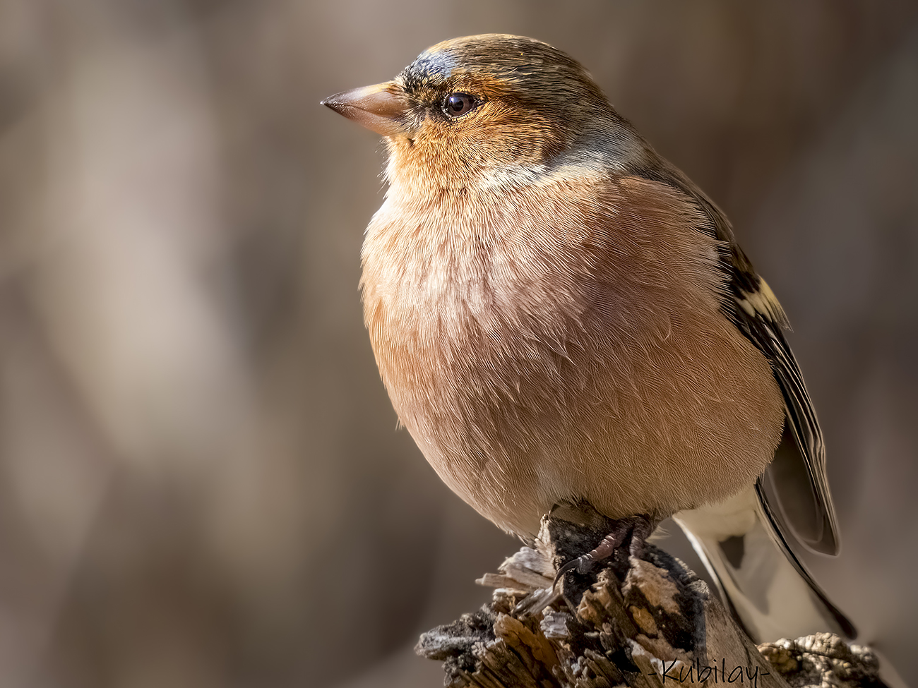Common Chaffinch