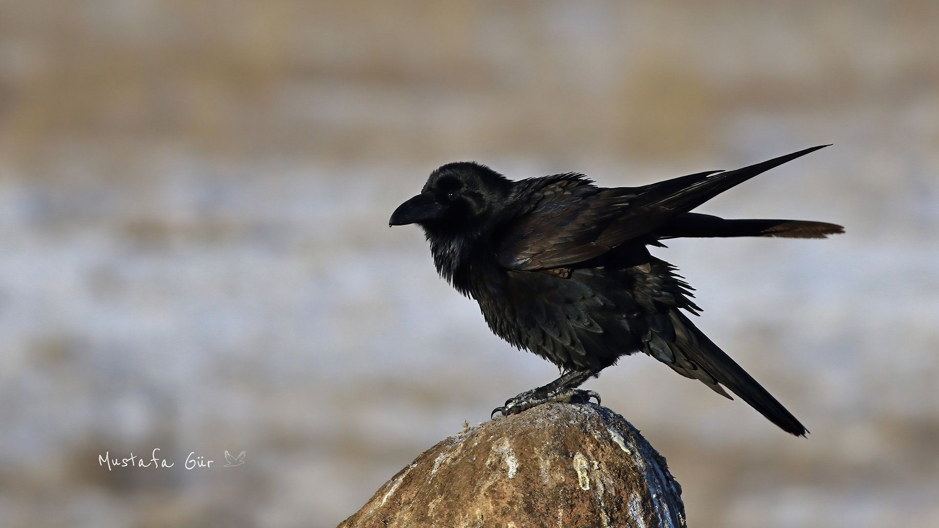 Kuzgun » Northern Raven » Corvus corax
