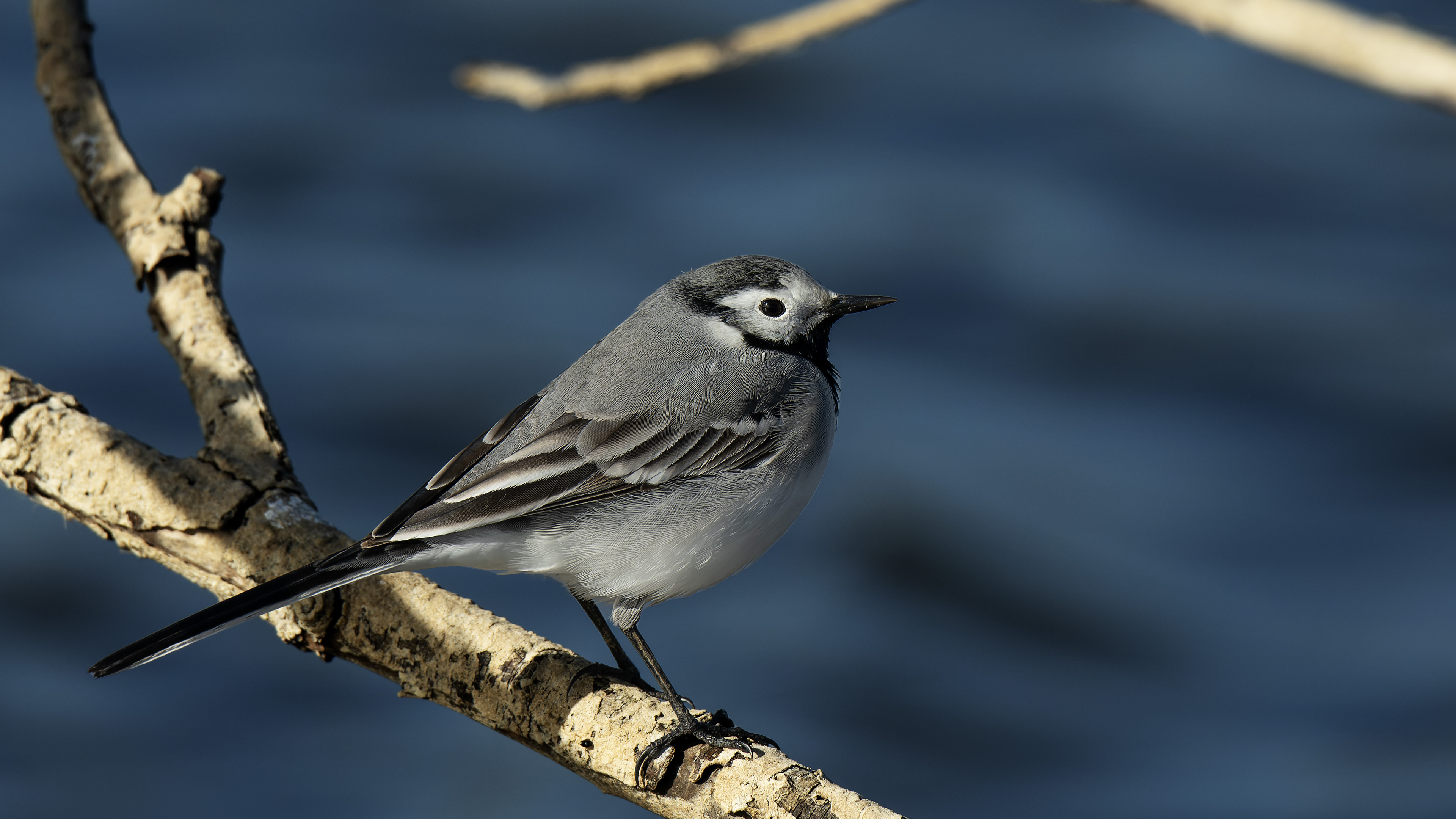 White Wagtail