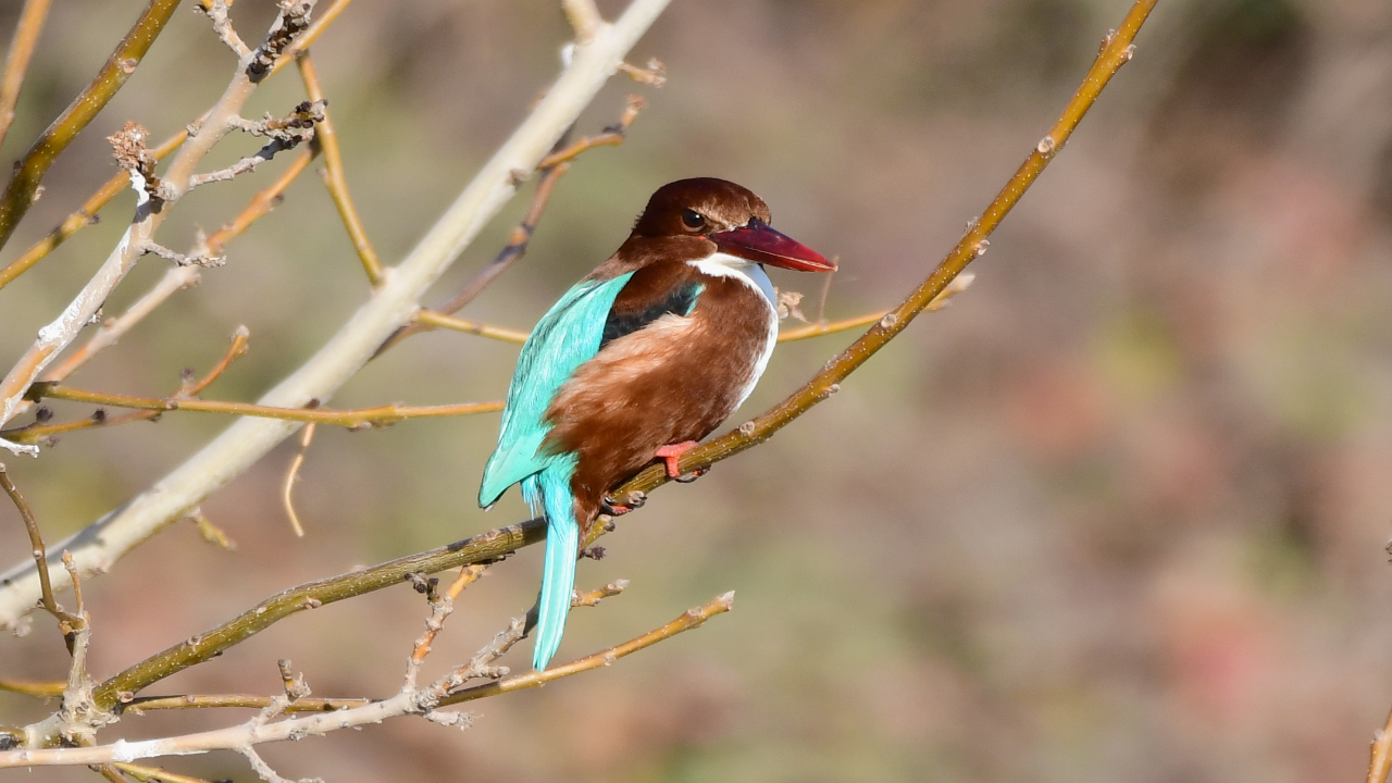 White-throated Kingfisher