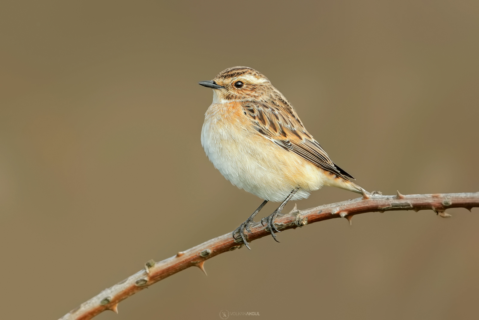Whinchat