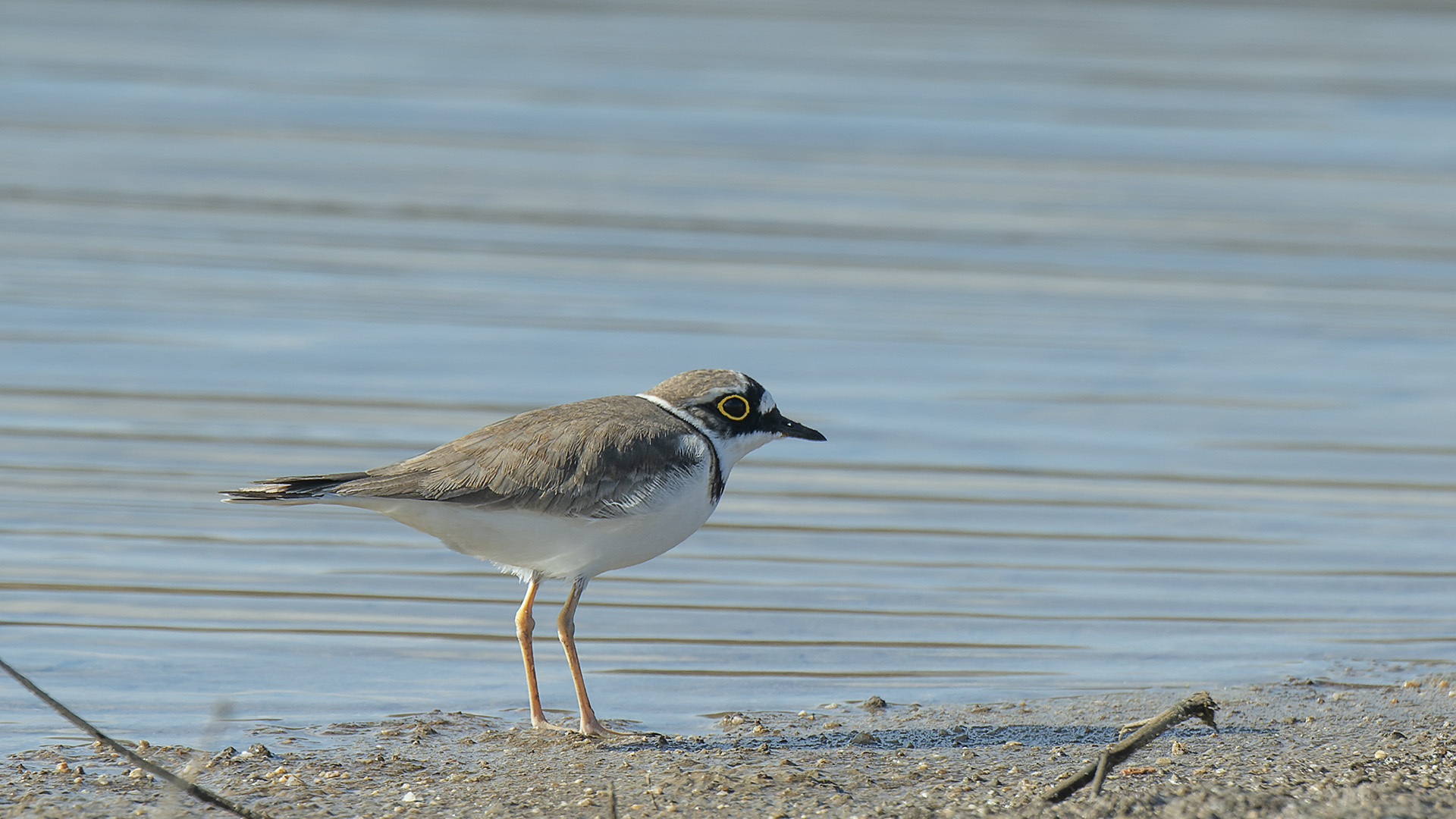 Little Ringed Plover