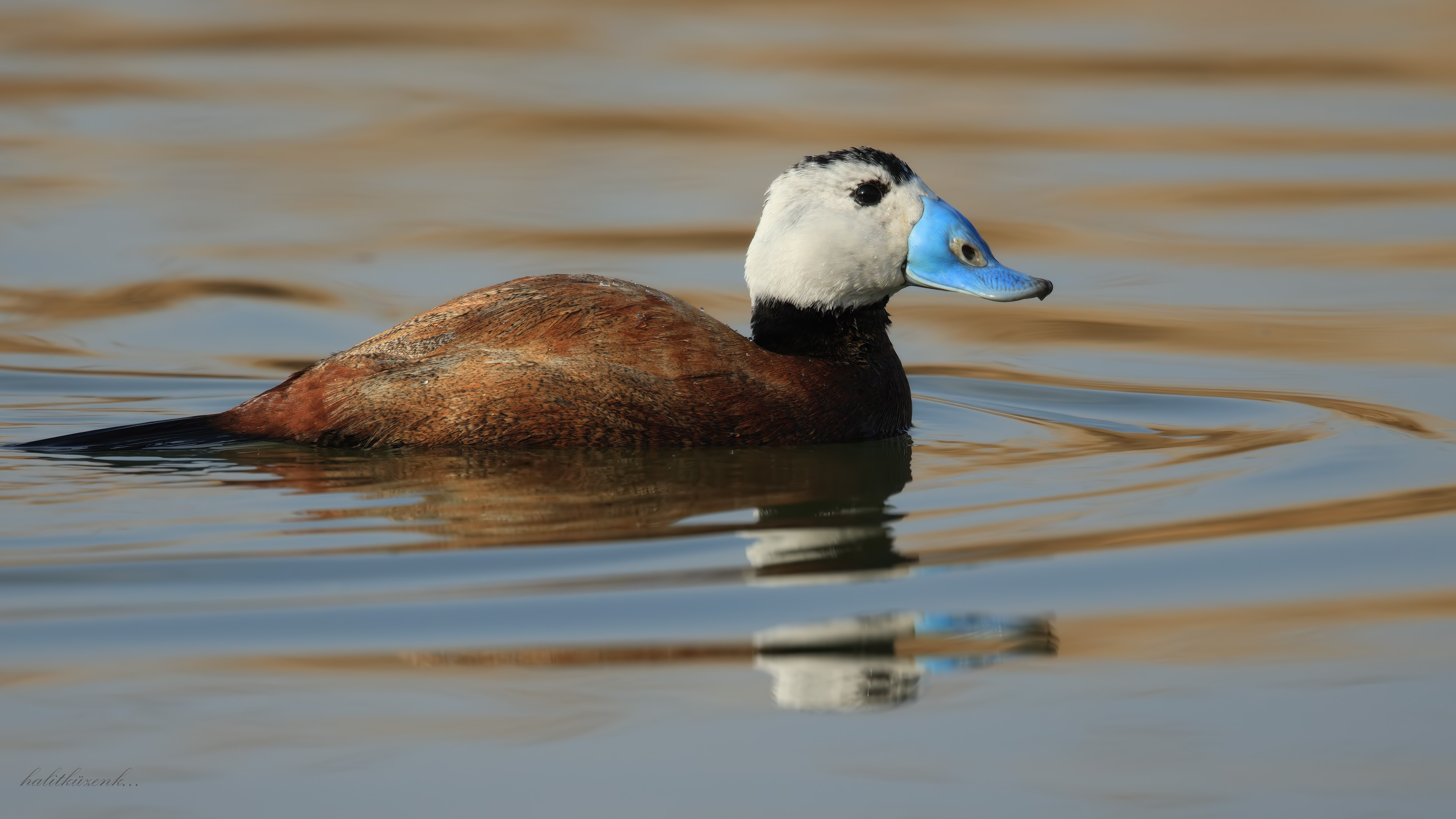 Dikkuyruk » White-headed Duck » Oxyura leucocephala