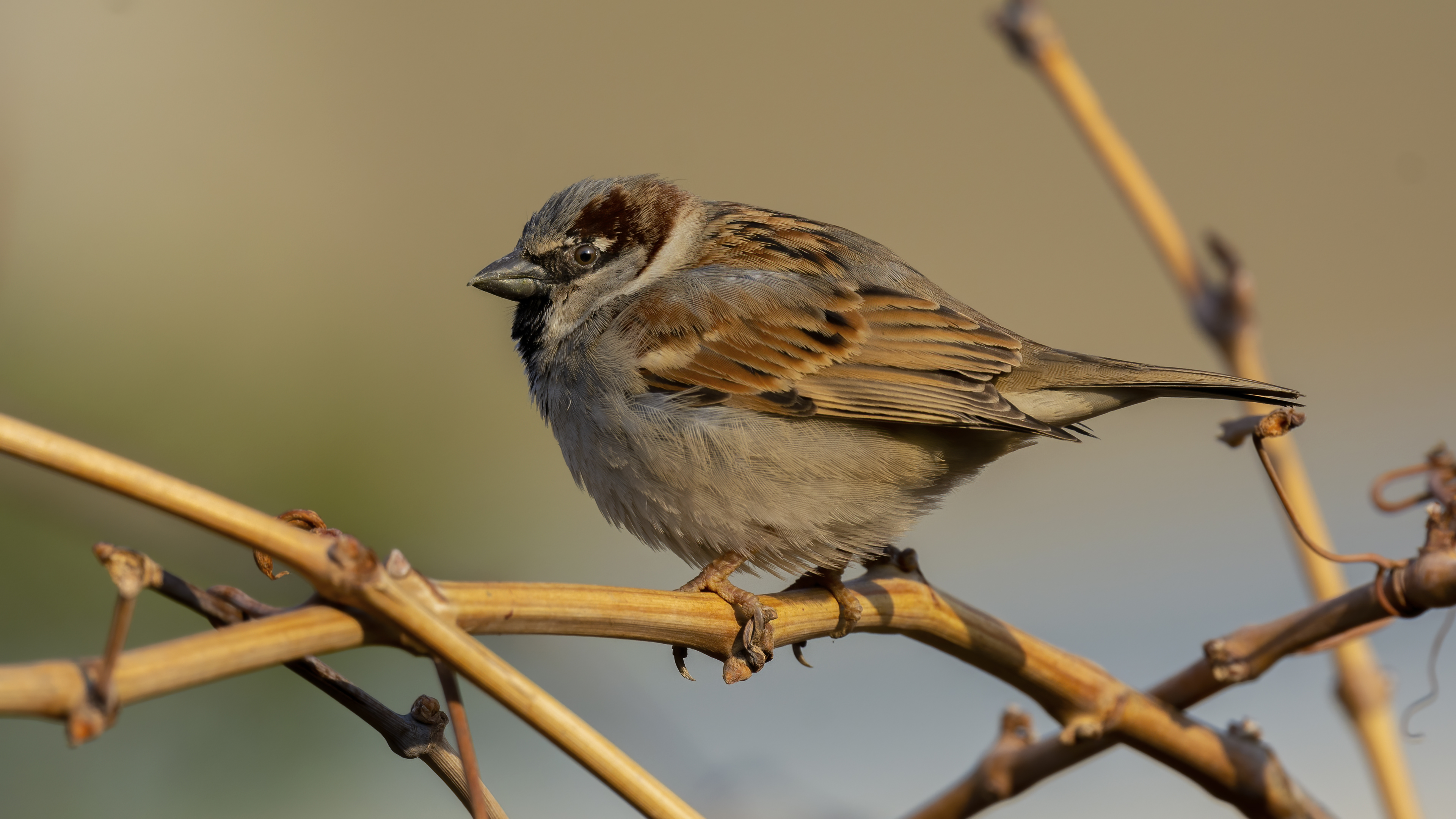 Serçe » House Sparrow » Passer domesticus