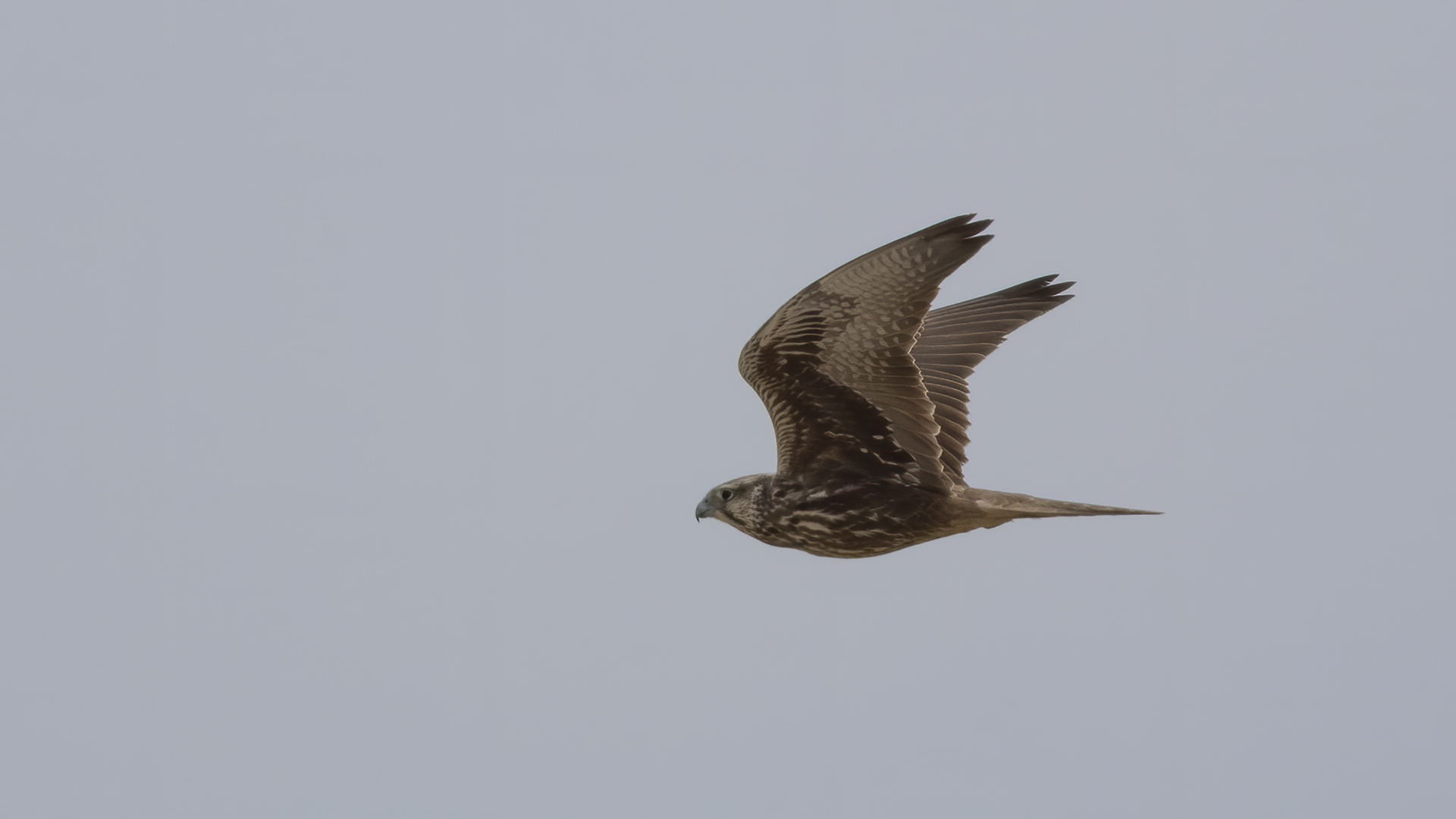Ulu doğan » Saker Falcon » Falco cherrug