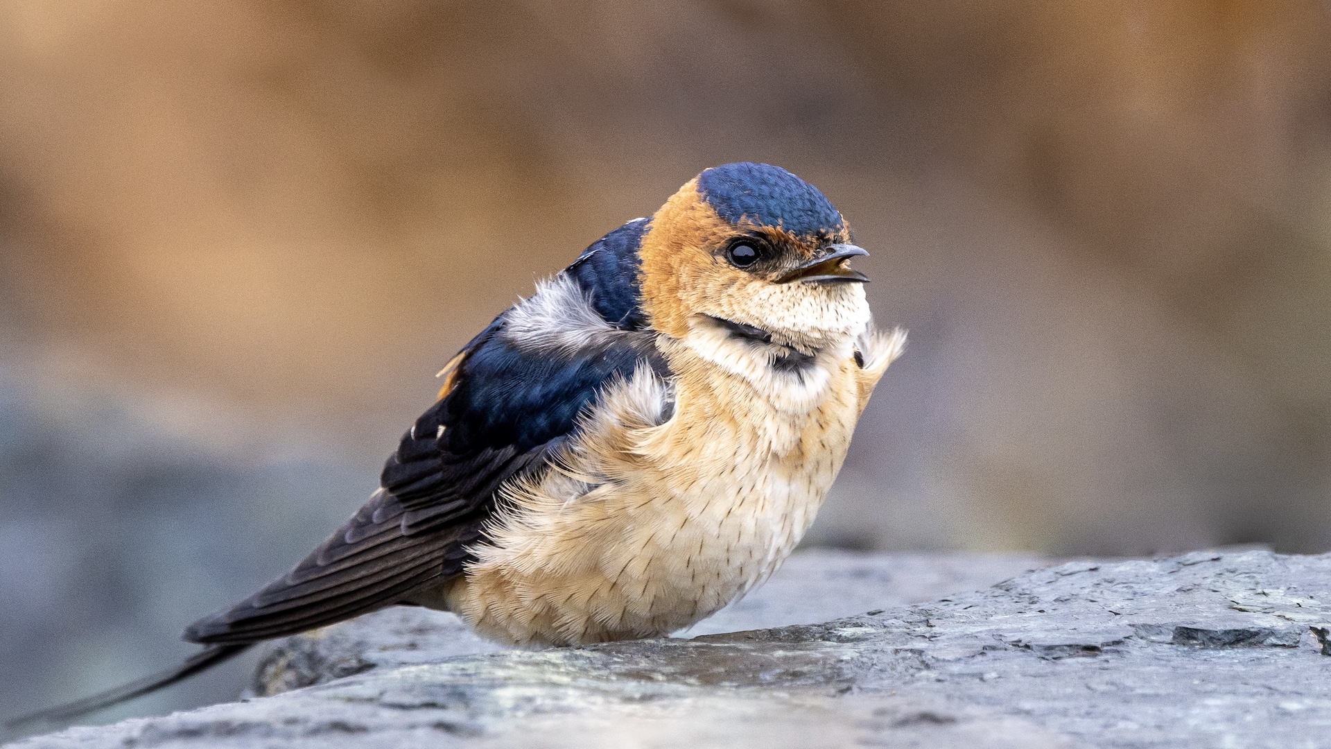 Kızıl kırlangıç » Red-rumped Swallow » Cecropis rufula