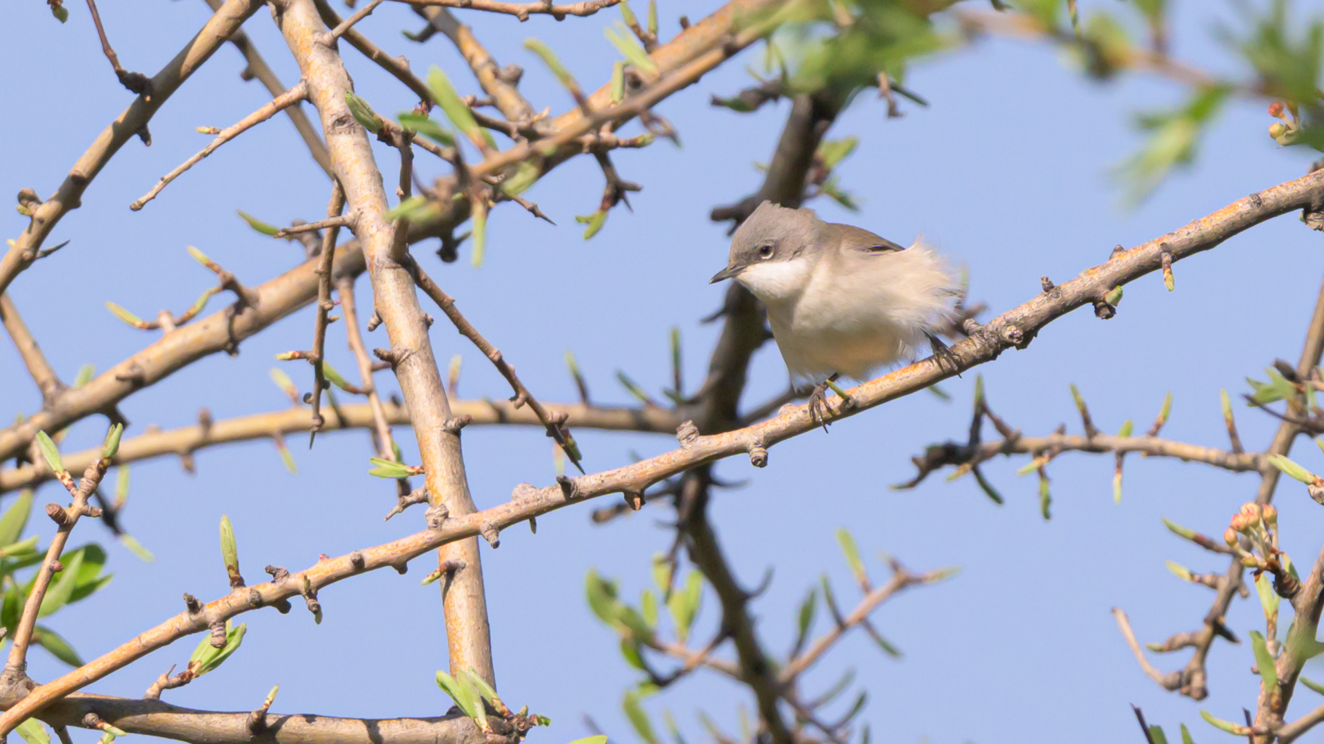 Küçük akgerdanlı ötleğen » Lesser Whitethroat » Sylvia curruca