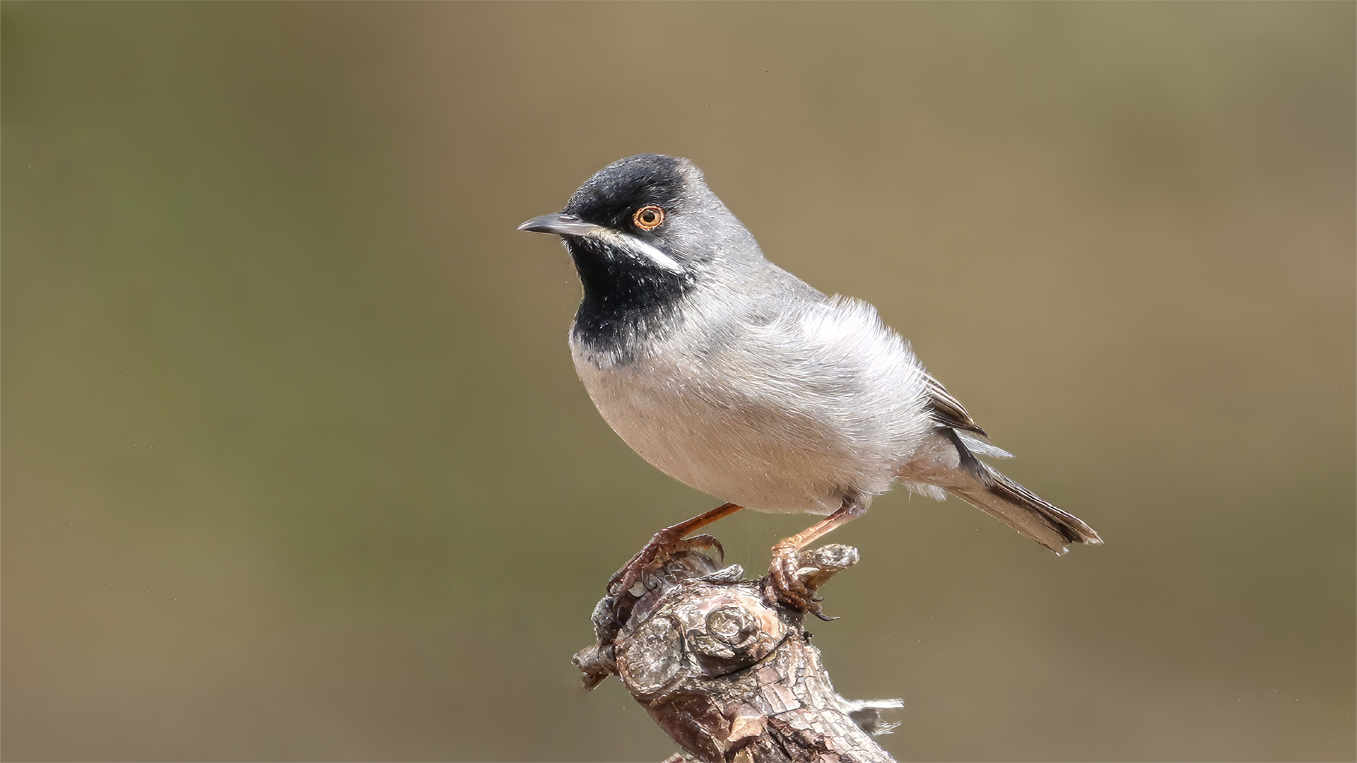 Karaboğazlı ötleğen » Rüppell`s Warbler » Sylvia ruppeli