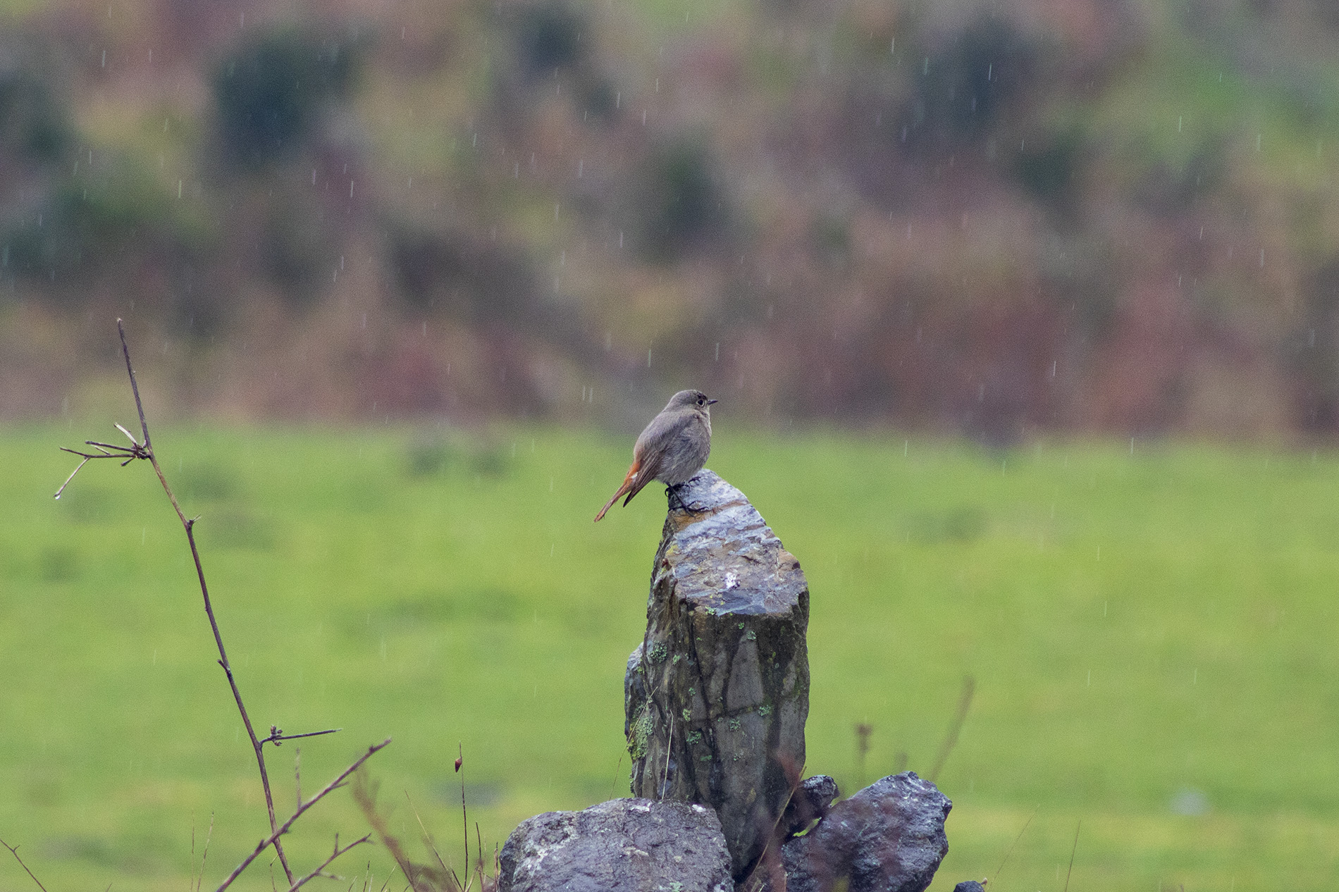 Kara kızılkuyruk