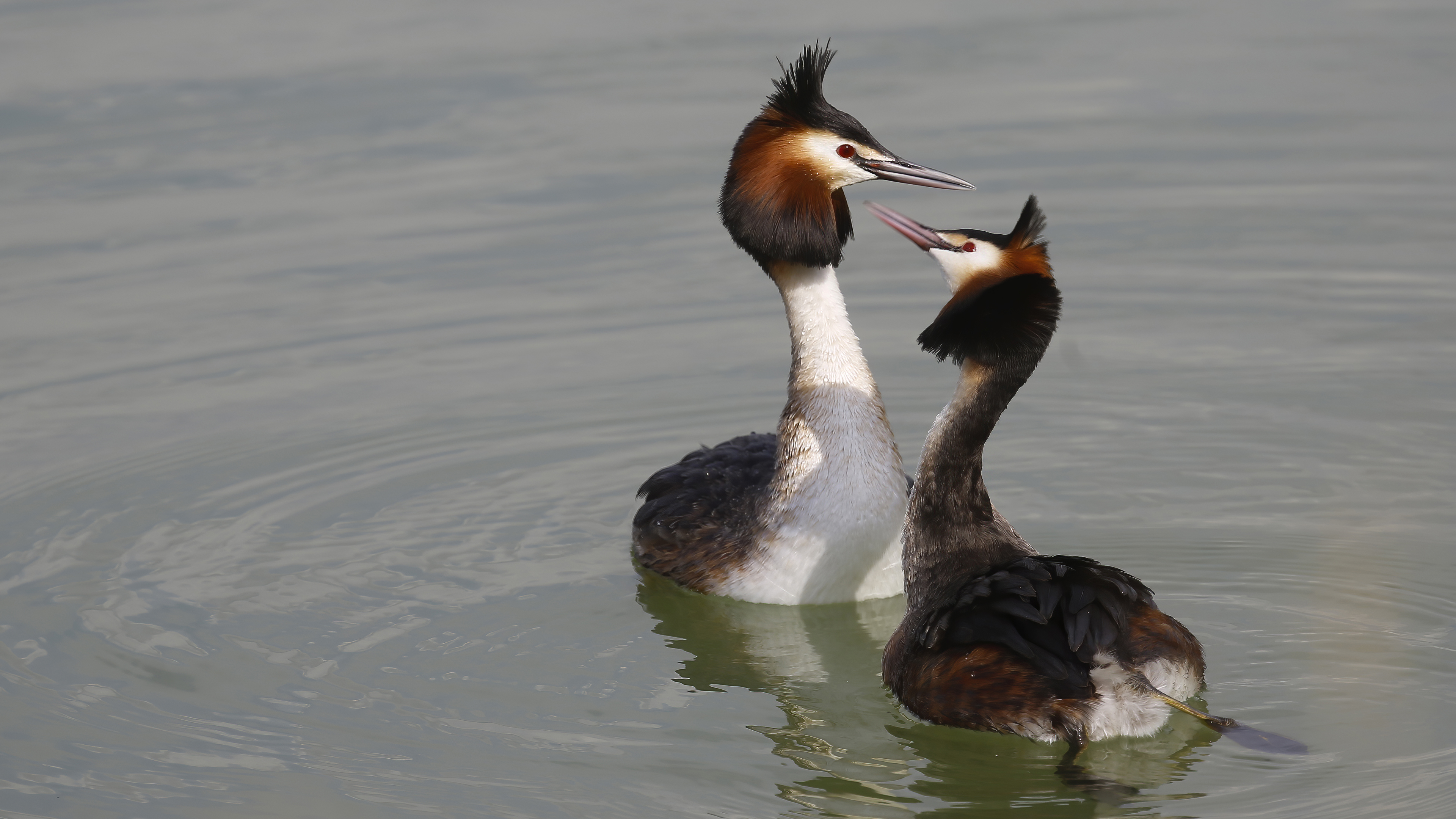 Bahri » Great Crested Grebe » Podiceps cristatus
