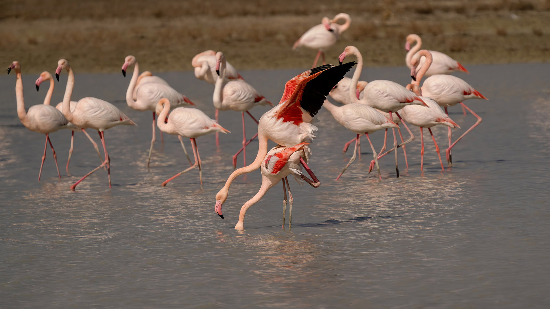Flamingo