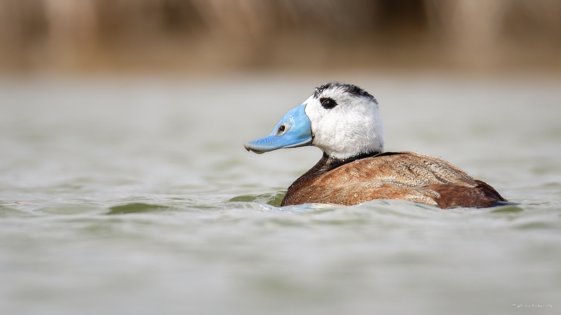 Dikkuyruk » White-headed Duck » Oxyura leucocephala