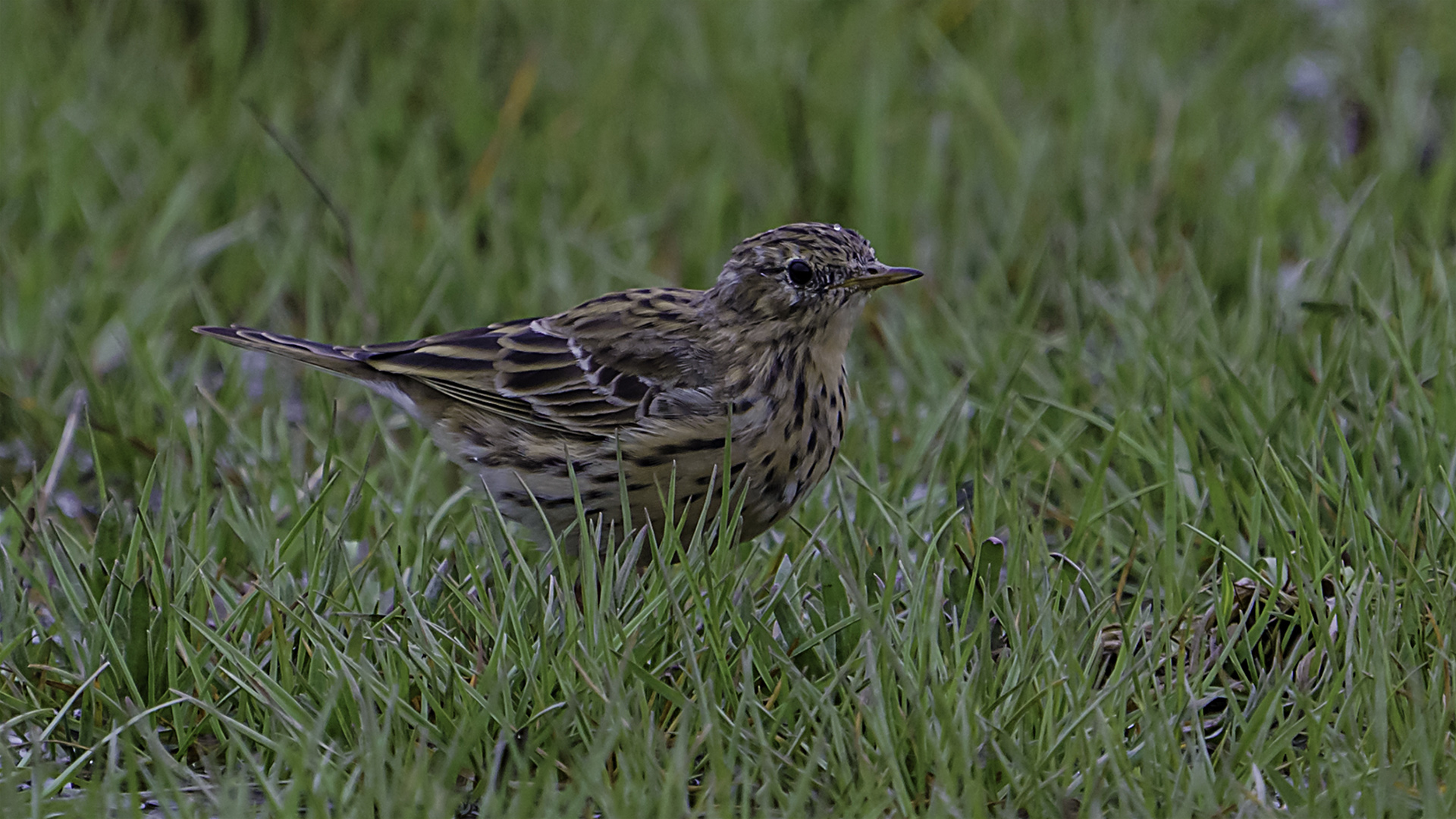 Çayır incirkuşu » Meadow Pipit » Anthus pratensis