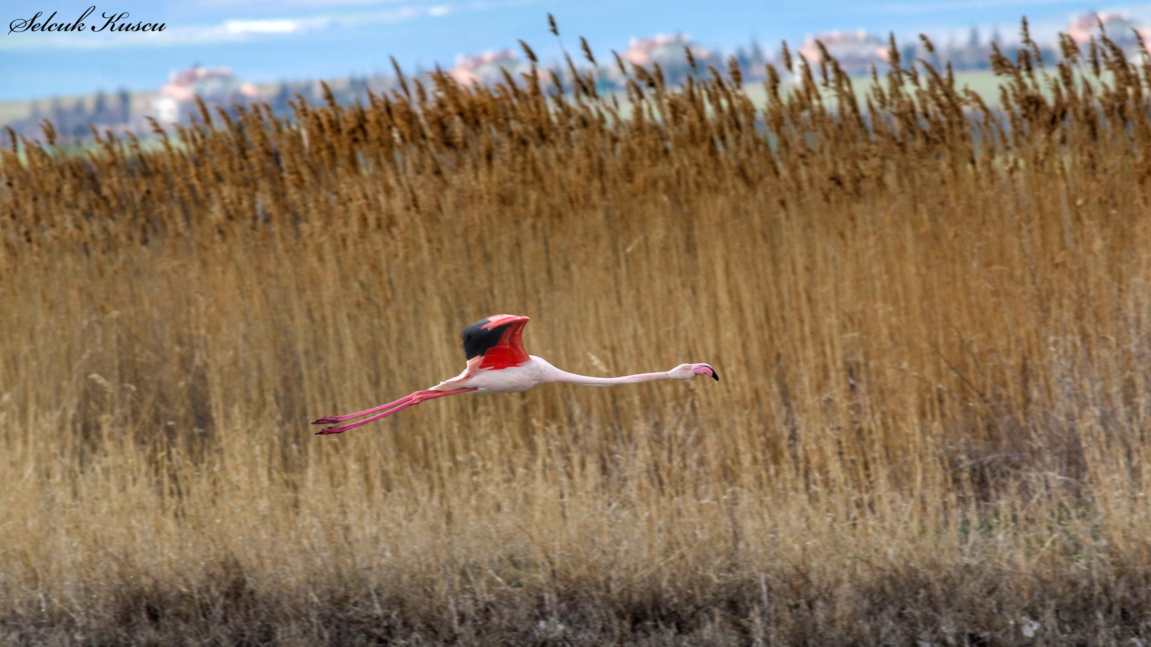 Flamingo
