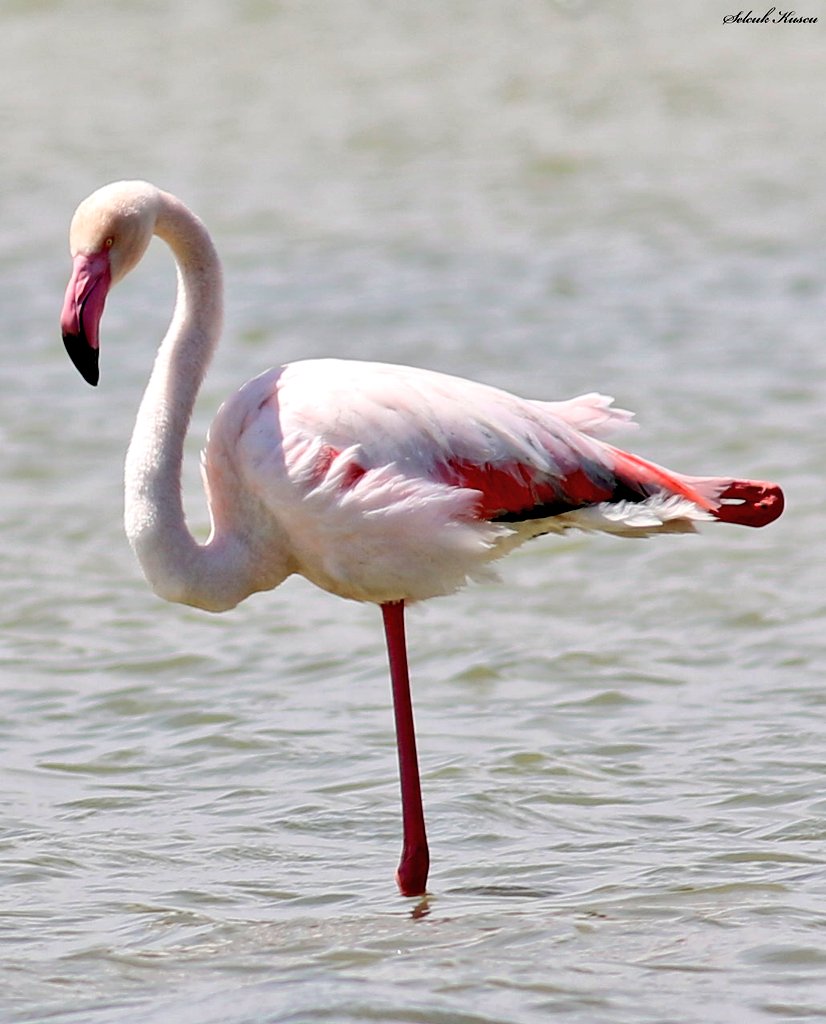 Flamingo