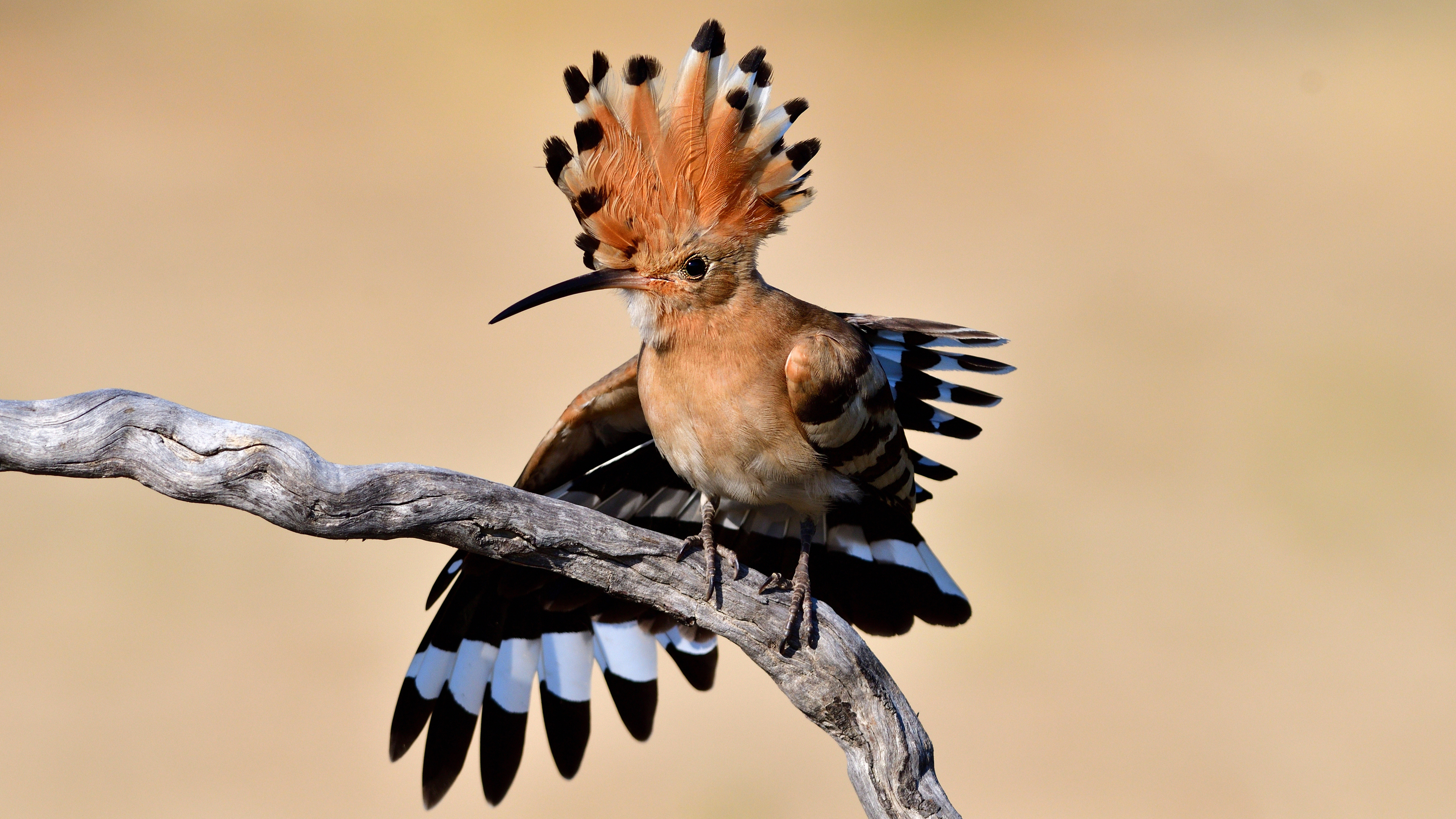 İbibik » Eurasian Hoopoe » Upupa epops
