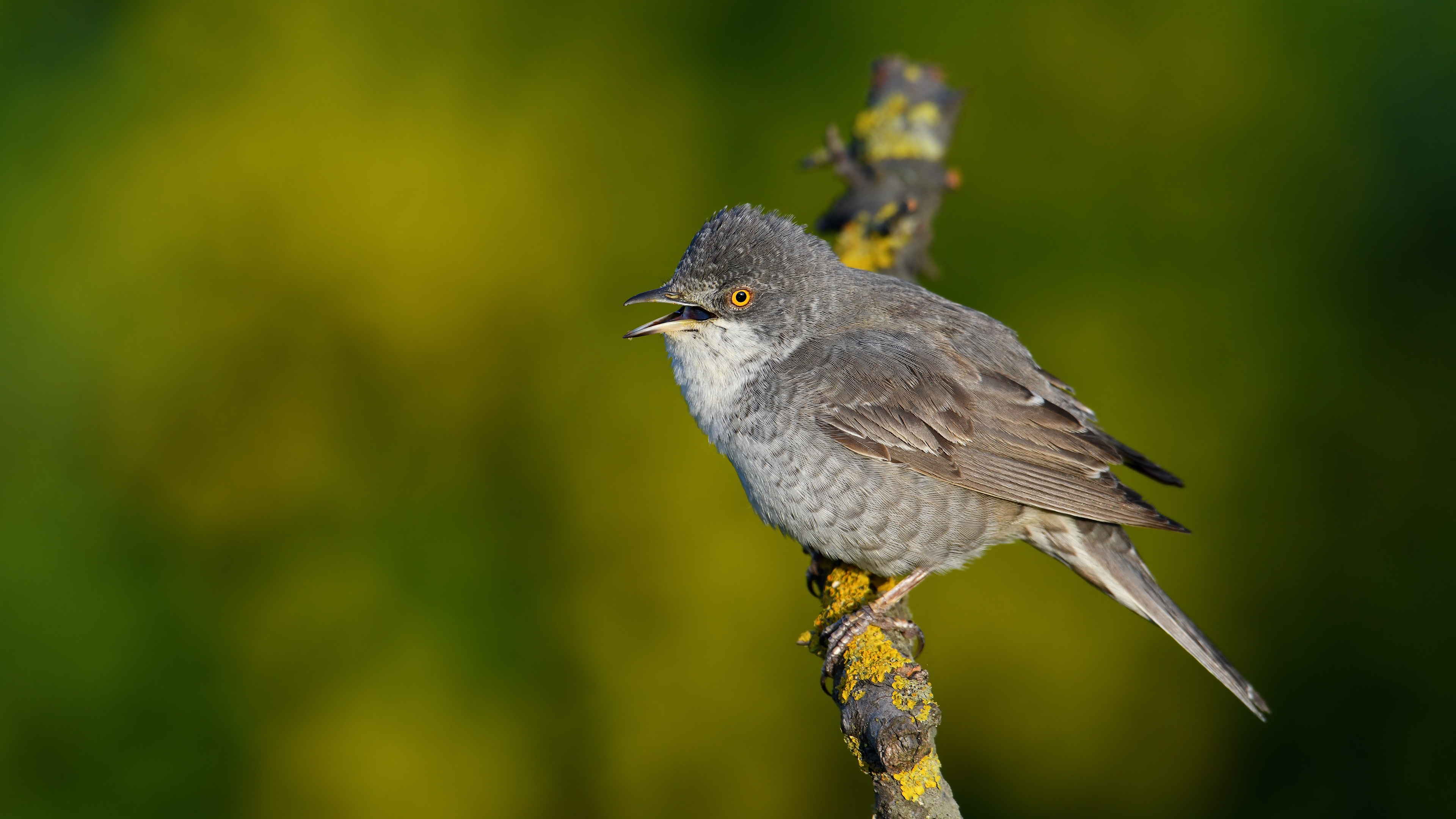 Çizgili ötleğen » Barred Warbler » Sylvia nisoria