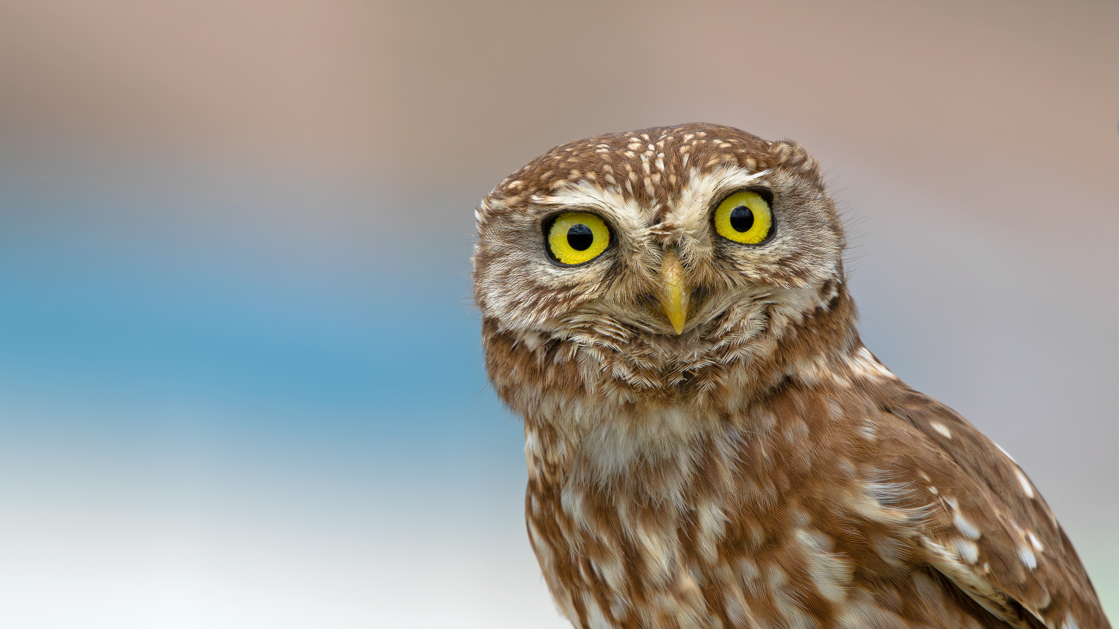Kukumav » Little Owl » Athene noctua