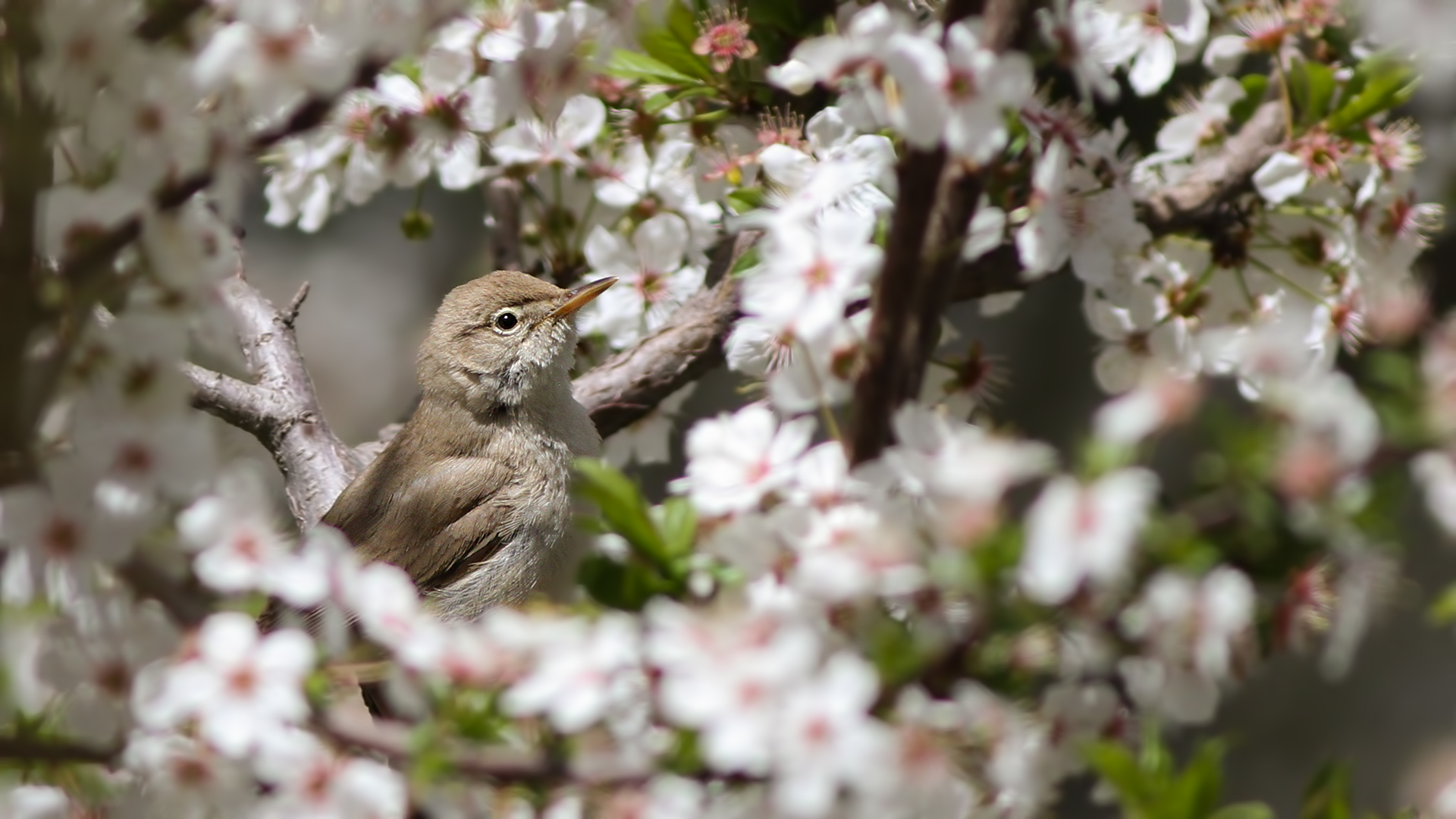 Sazak mukalliti » Sykes`s Warbler » Iduna rama