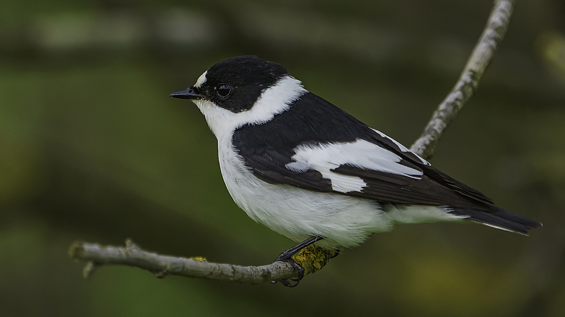 Halkalı sinekkapan » Collared Flycatcher » Ficedula albicollis