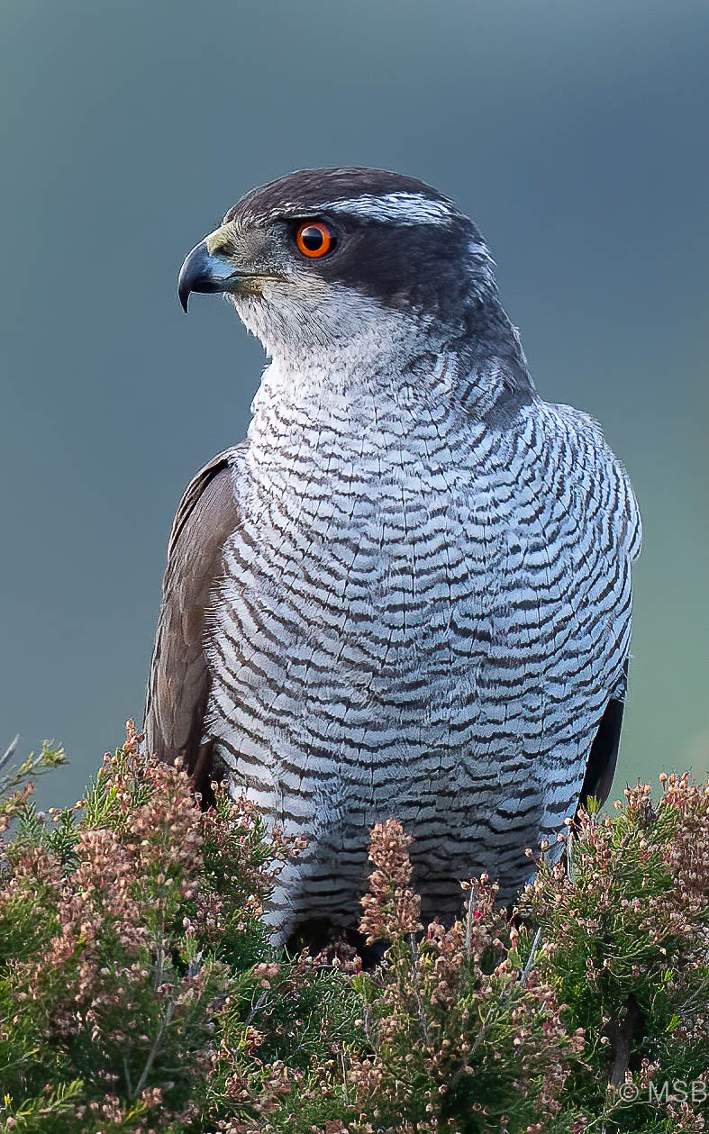 Çakır