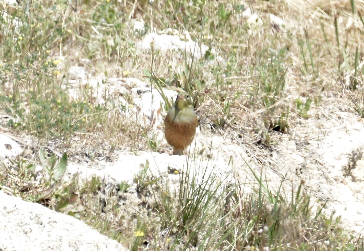 Kirazkuşu