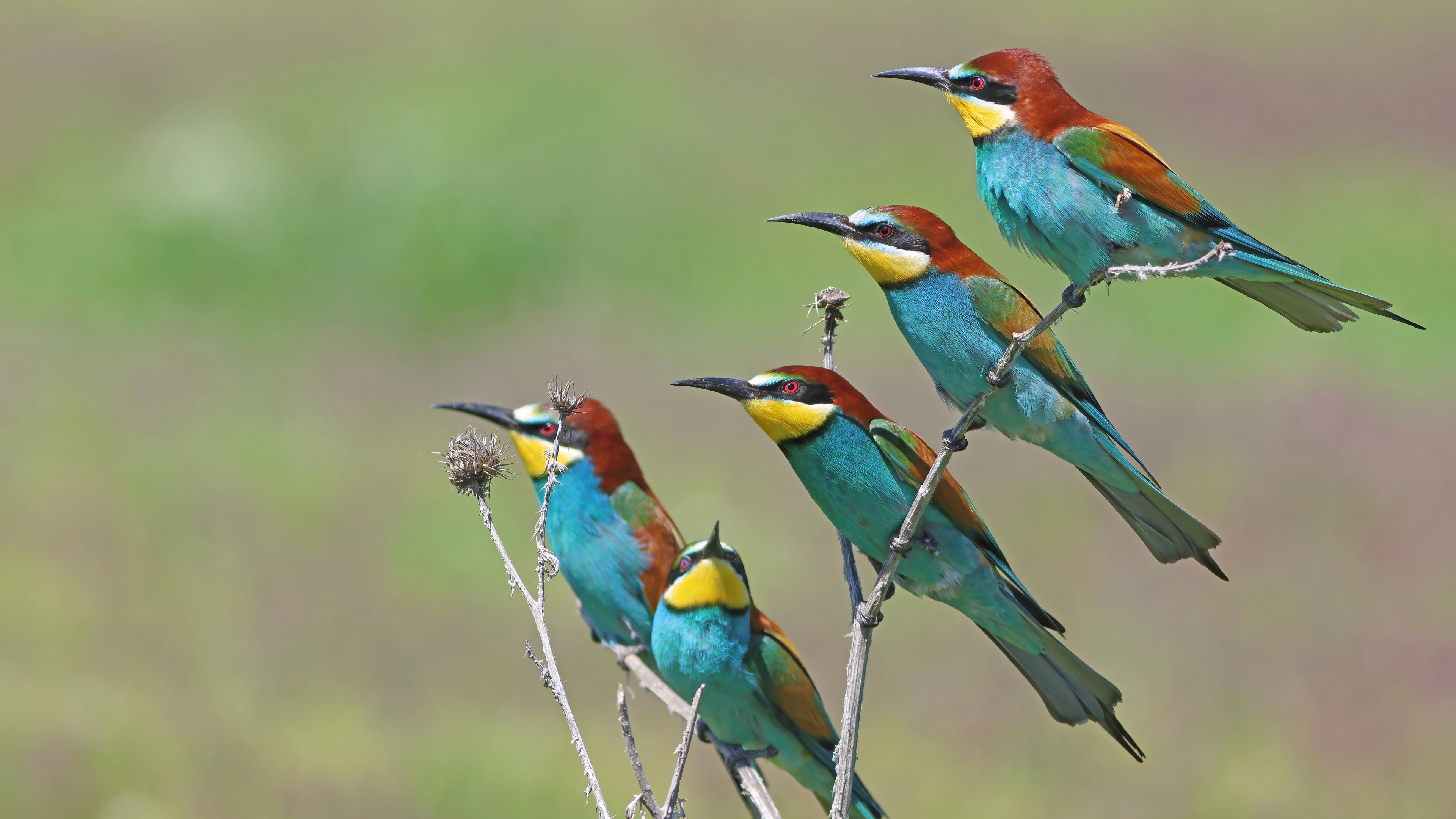 Arıkuşu » European Bee-eater » Merops apiaster