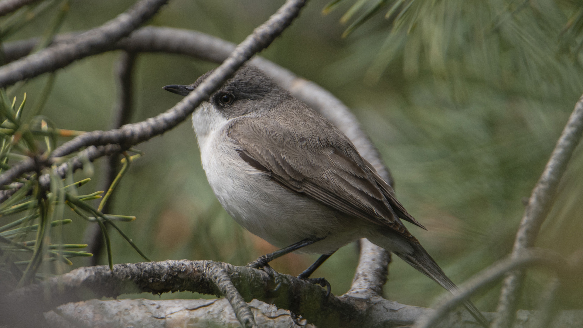 Küçük akgerdanlı ötleğen » Lesser Whitethroat » Sylvia curruca