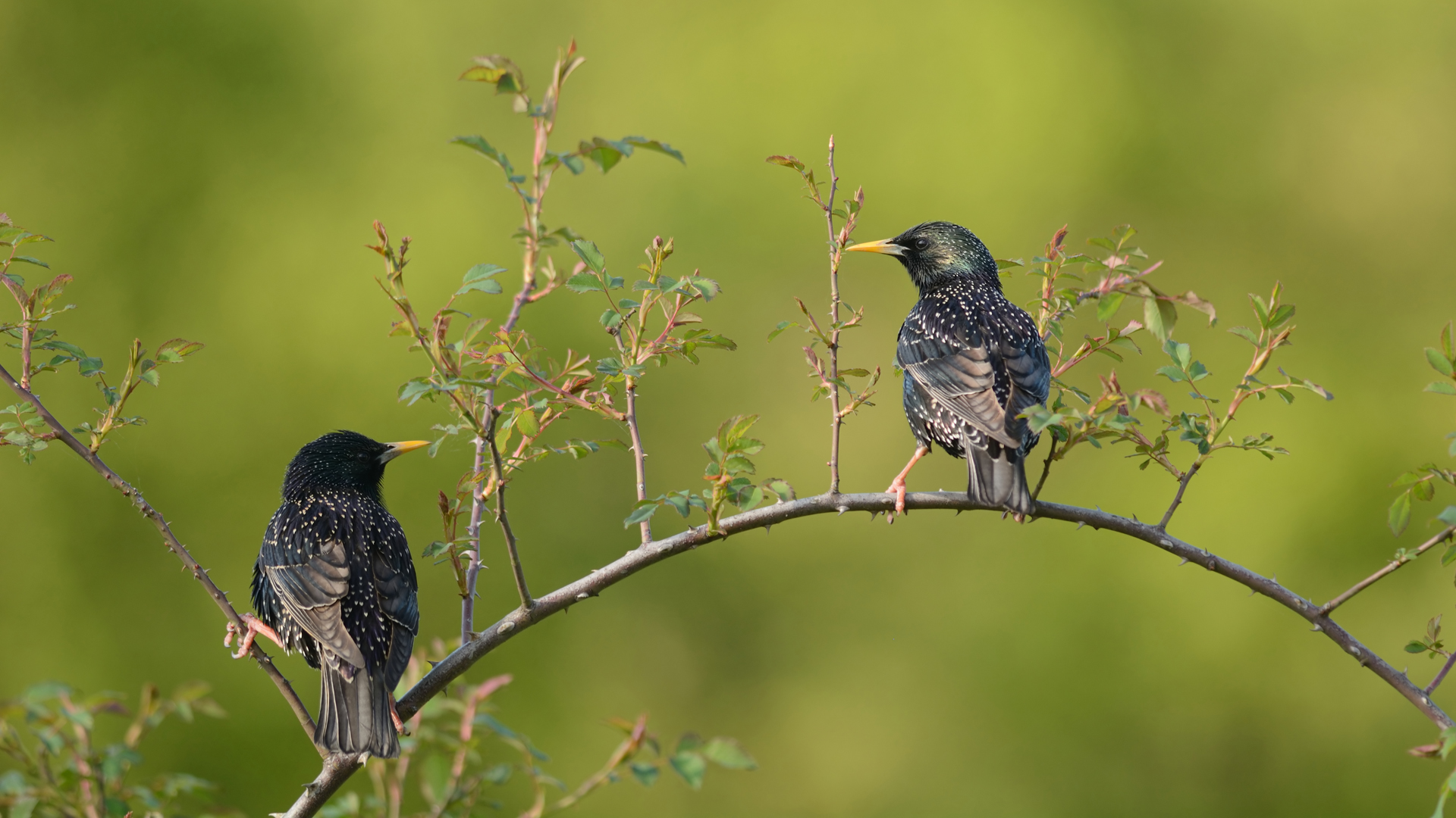 Sığırcık » Common Starling » Sturnus vulgaris