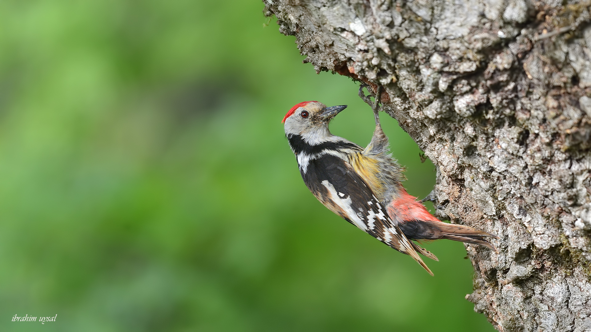 Ortanca ağaçkakan » Middle Spotted Woodpecker » Dendrocoptes medius