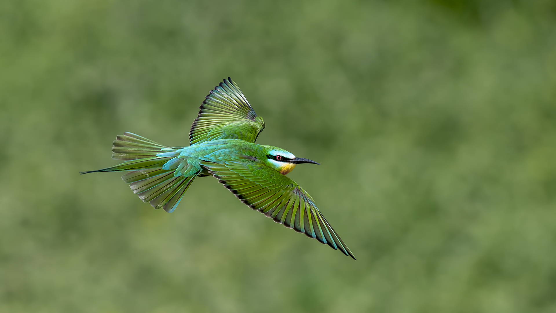 Yeşil arıkuşu