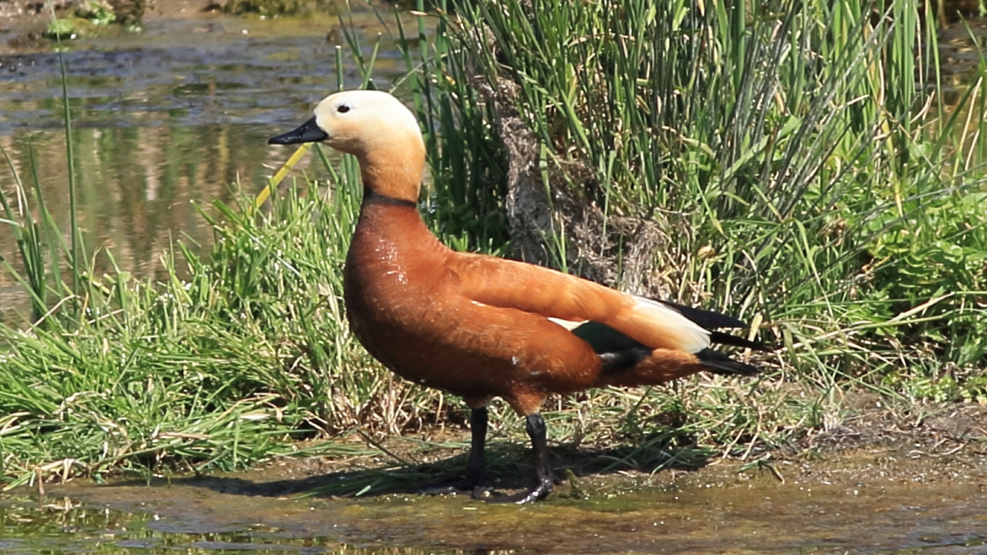 Angıt