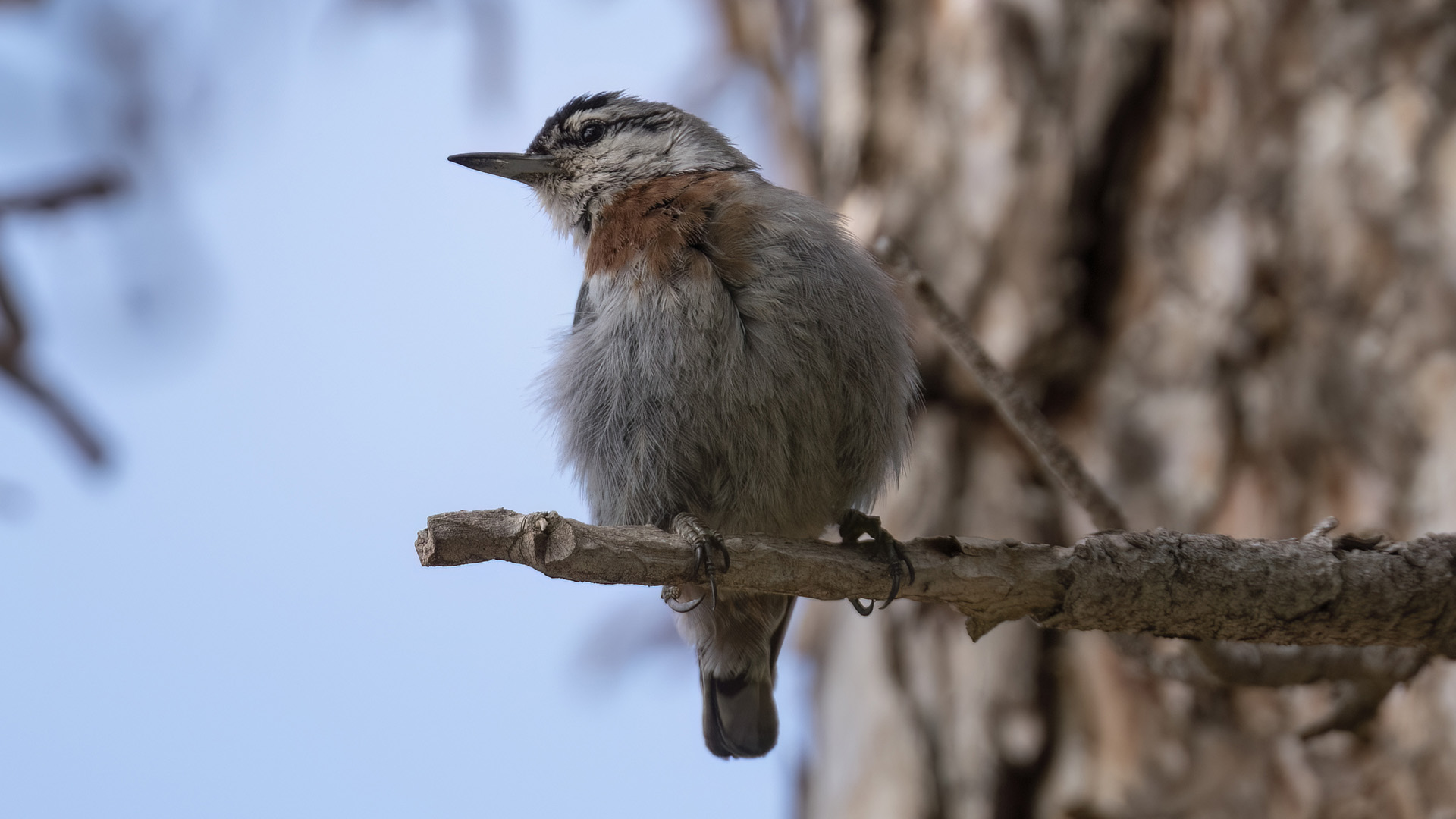 Anadolu sıvacısı » Krüper`s Nuthatch » Sitta krueperi