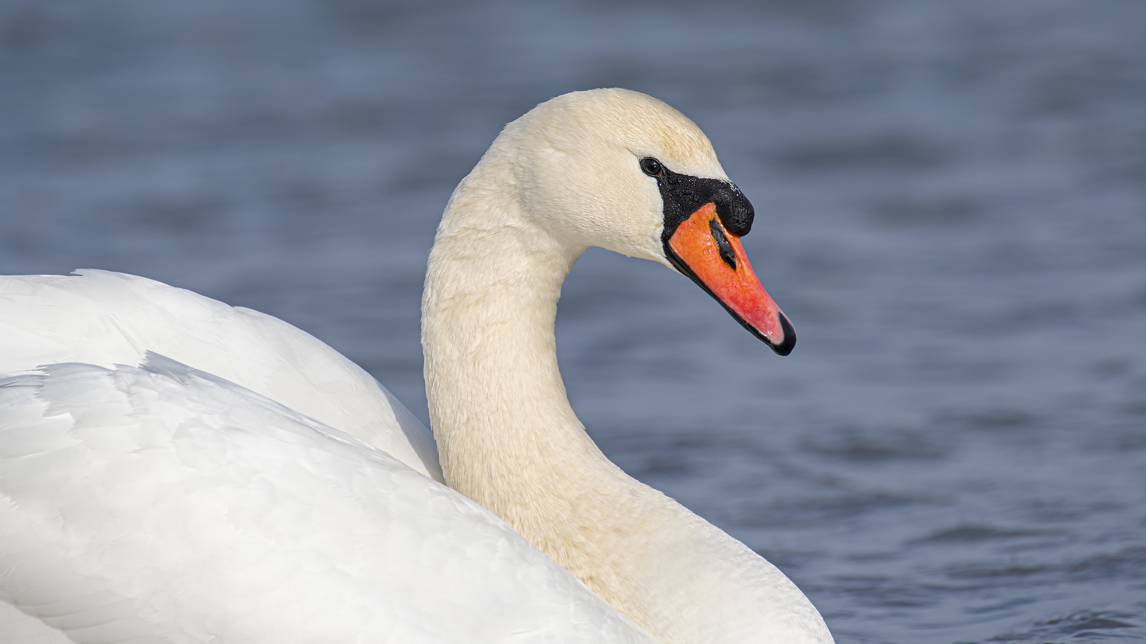 Kuğu » Mute Swan » Cygnus olor