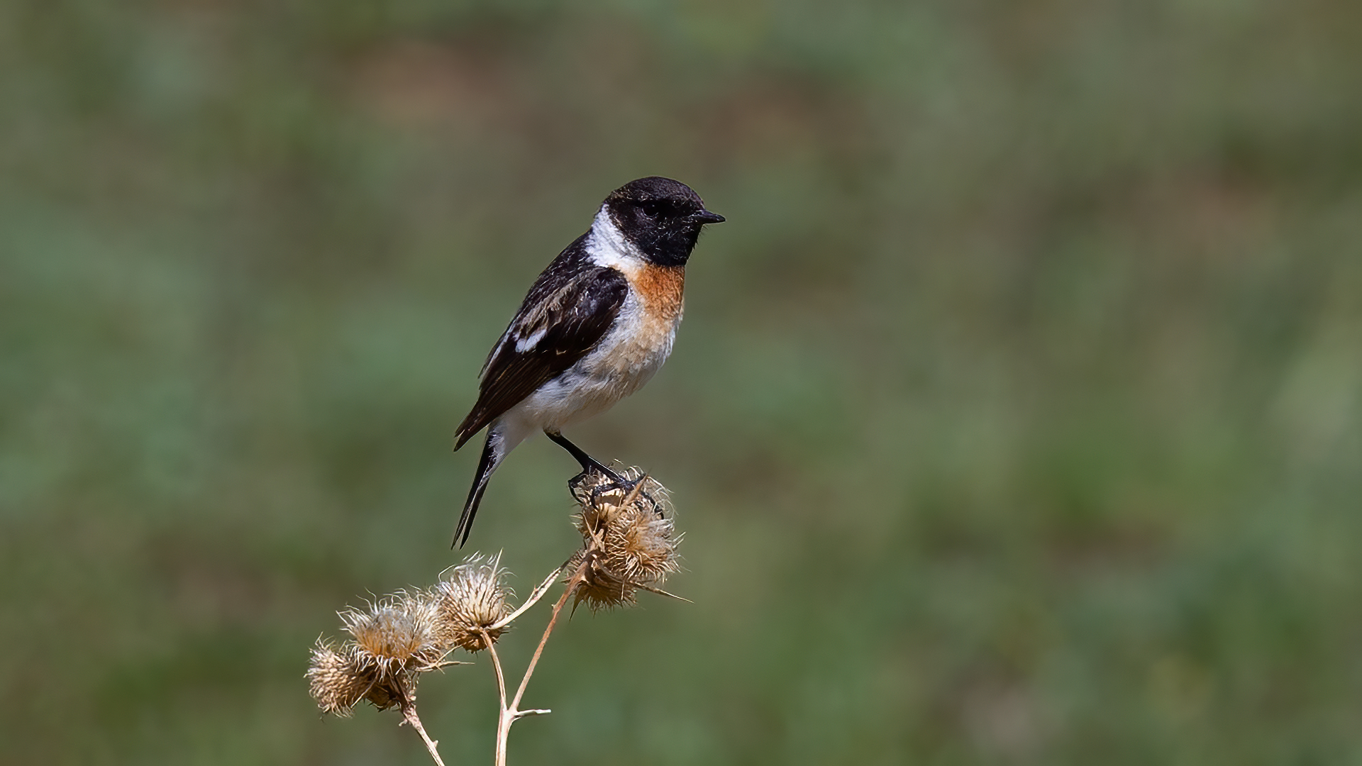 Sibirya taşkuşu » Siberian Stonechat » Saxicola maurus