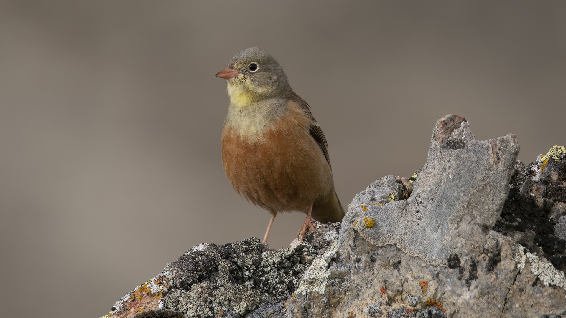 Kirazkuşu » Ortolan Bunting » Emberiza hortulana