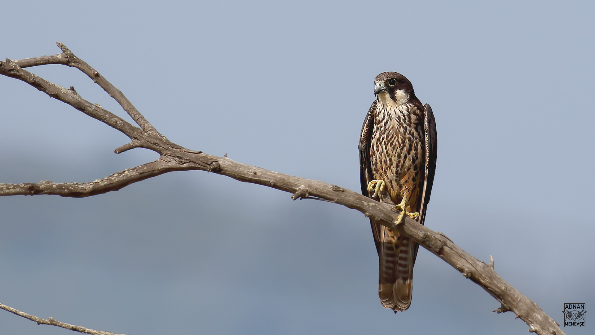 Ada doğanı » Eleonora`s Falcon » Falco eleonorae