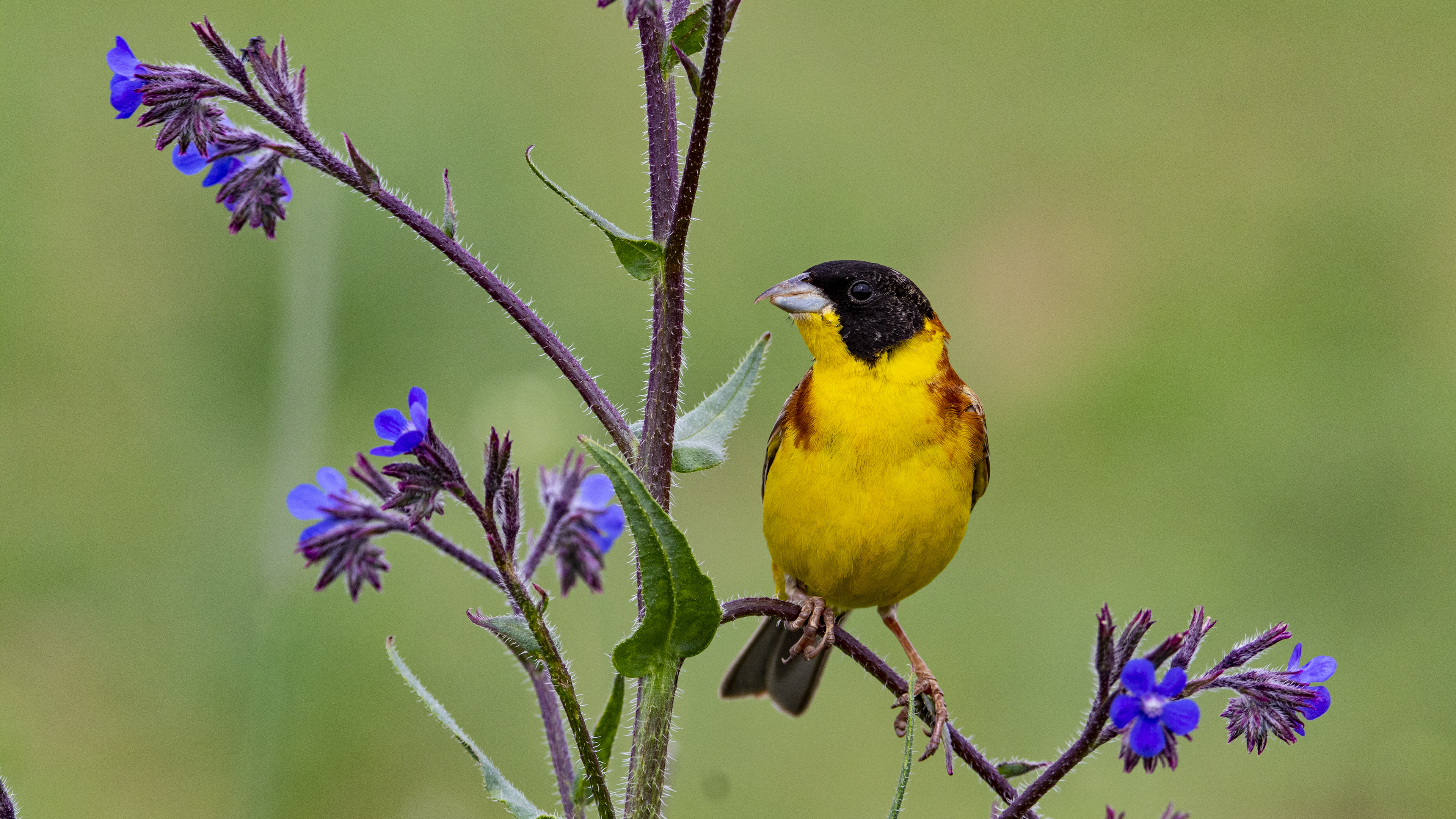 Karabaşlı kirazkuşu » Black-headed Bunting » Emberiza melanocephala