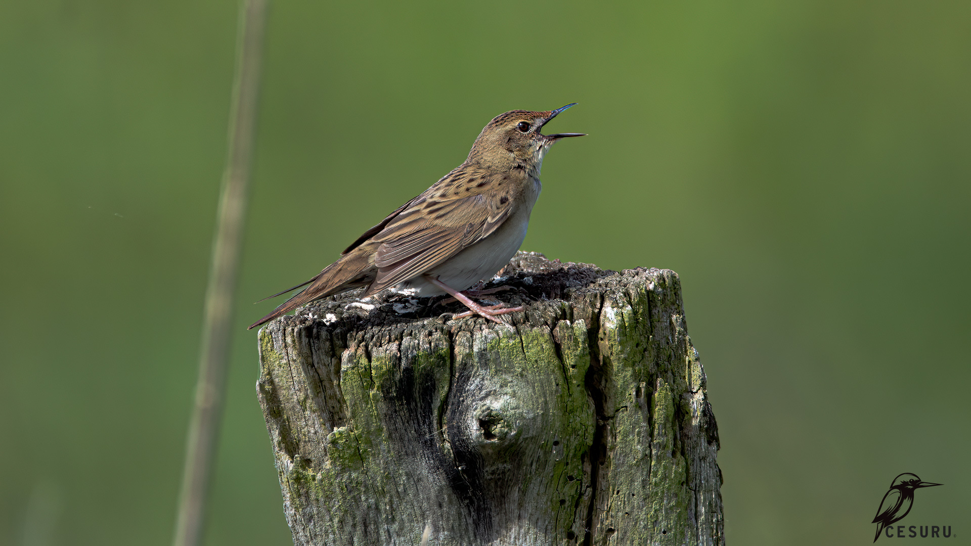 Çekirge kamışçını » Common Grasshopper Warbler » Locustella naevia