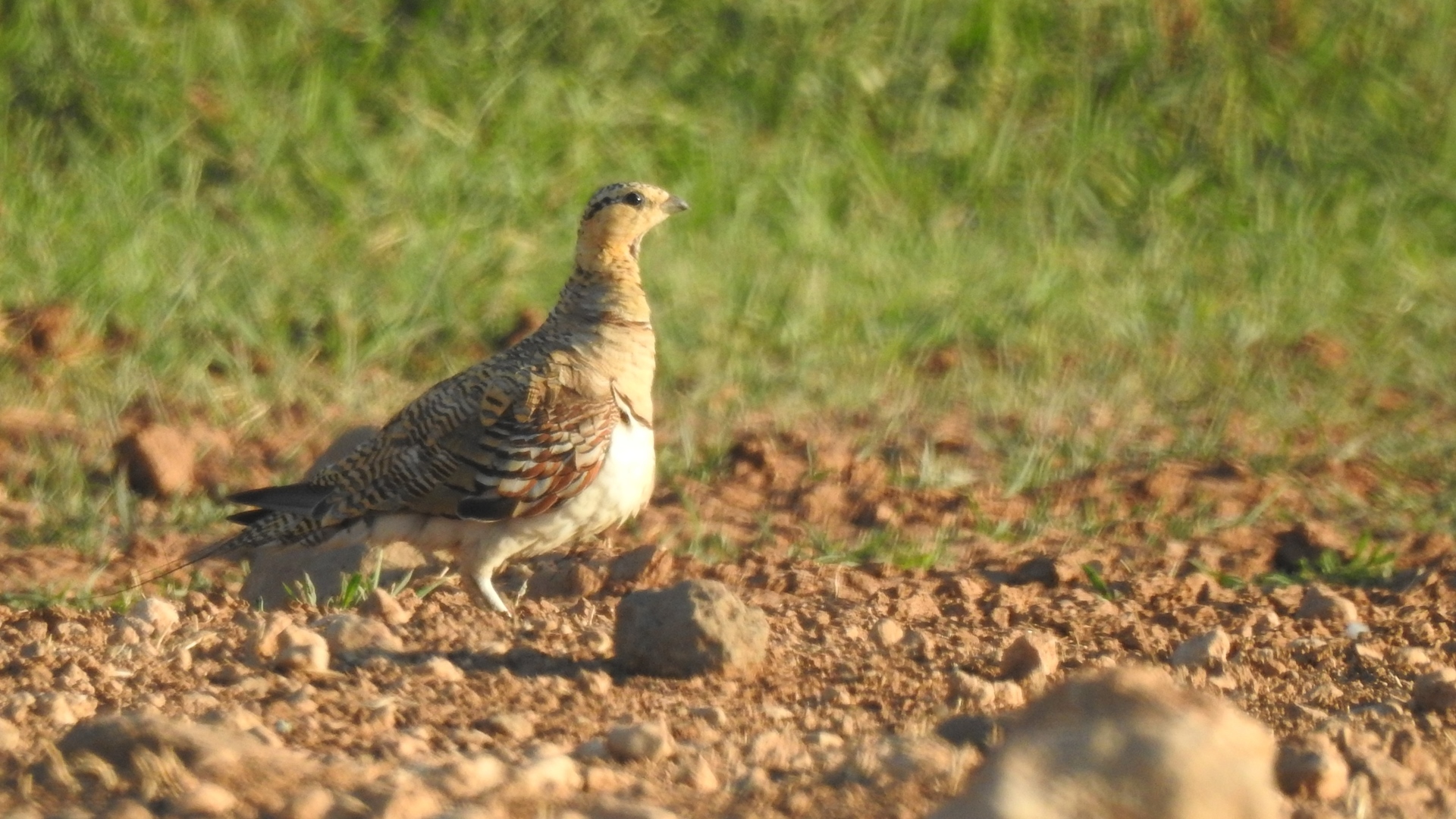 Kılkuyruk bağırtlak » Pin-tailed Sandgrouse » Pterocles alchata