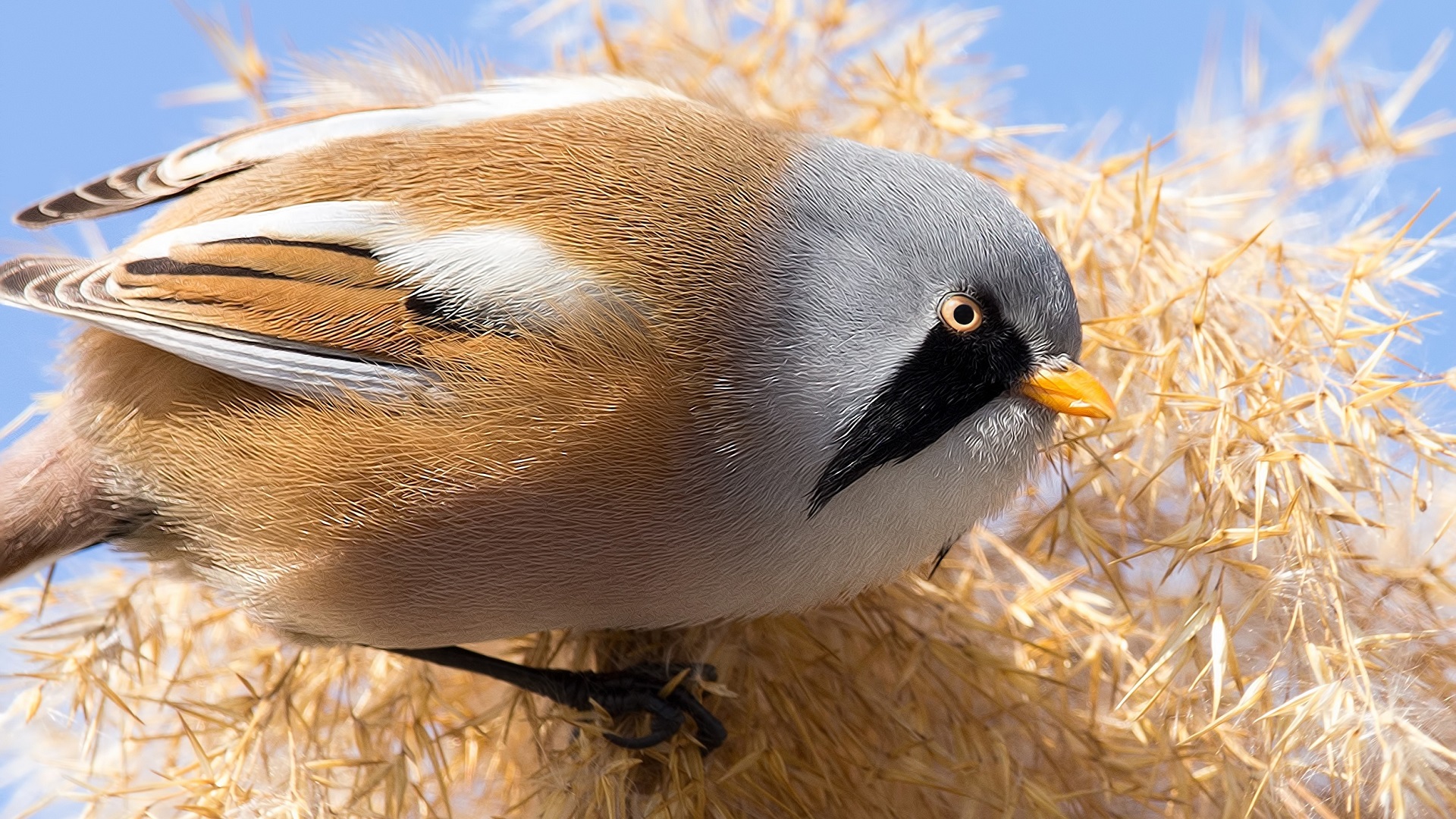 Bıyıklı baştankara » Bearded Reedling » Panurus biarmicus