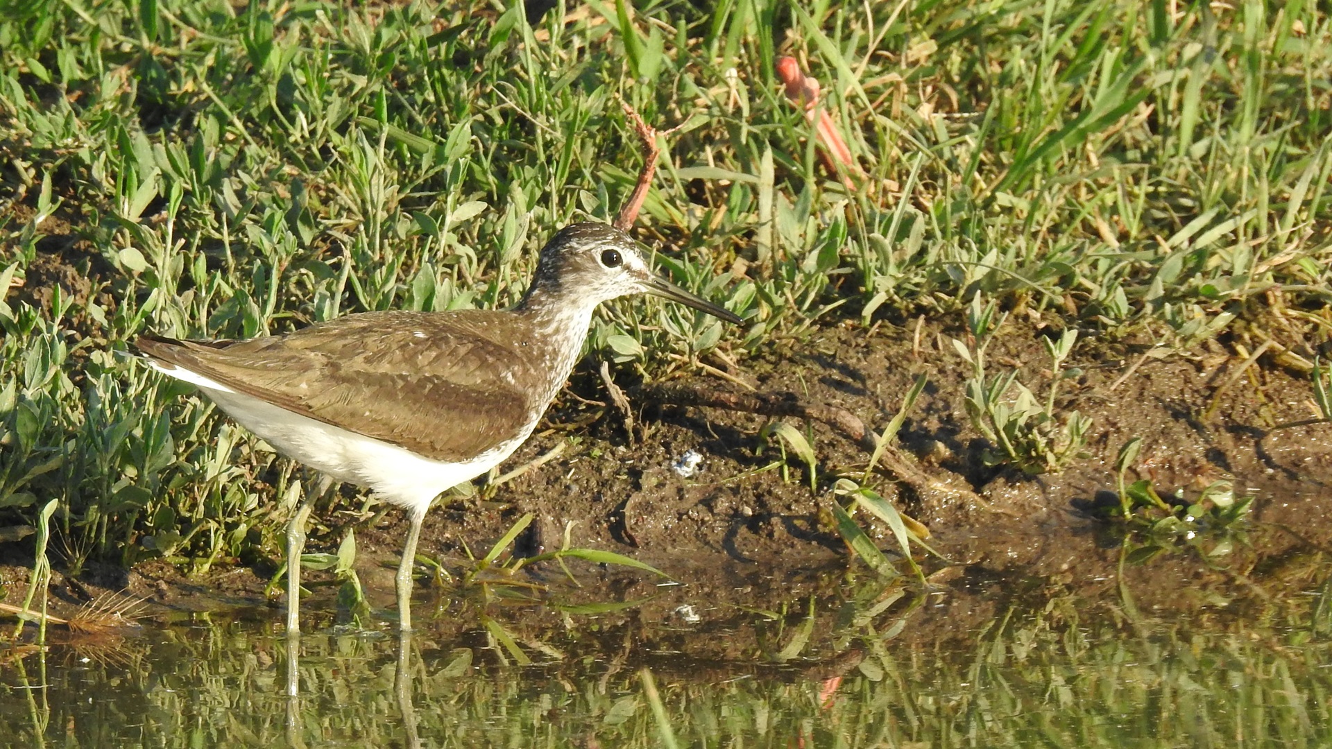 Yeşil düdükçün » Green Sandpiper » Tringa ochropus