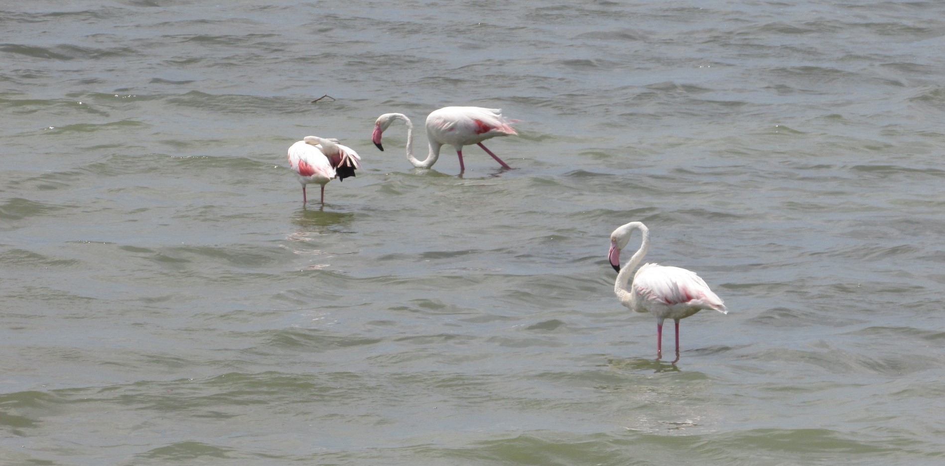 Flamingo