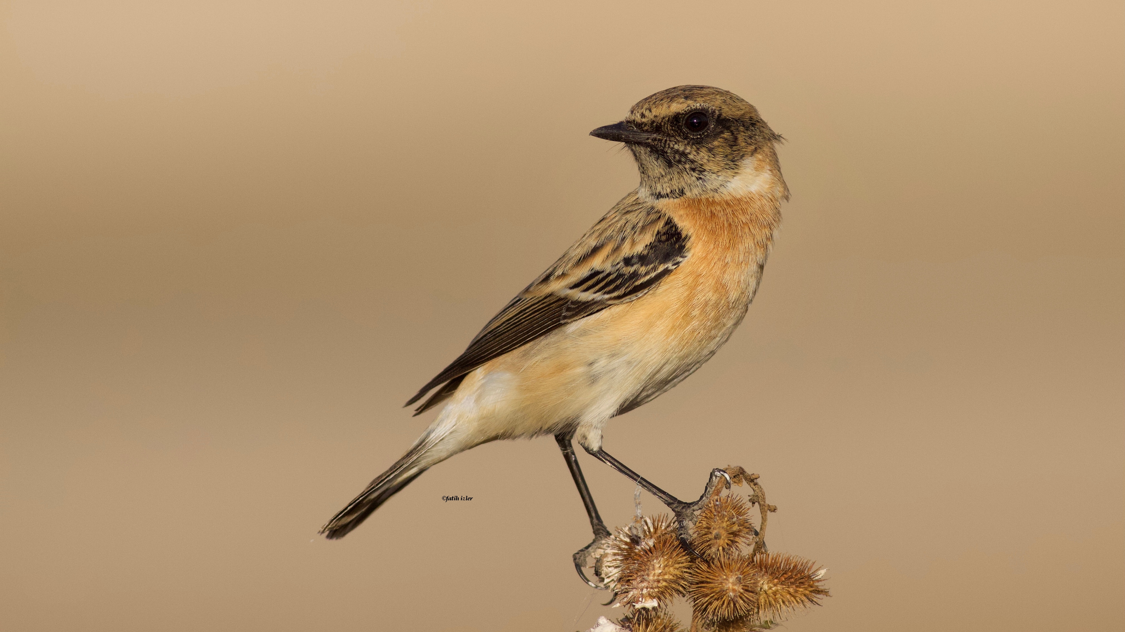 Sibirya taşkuşu » Siberian Stonechat » Saxicola maurus