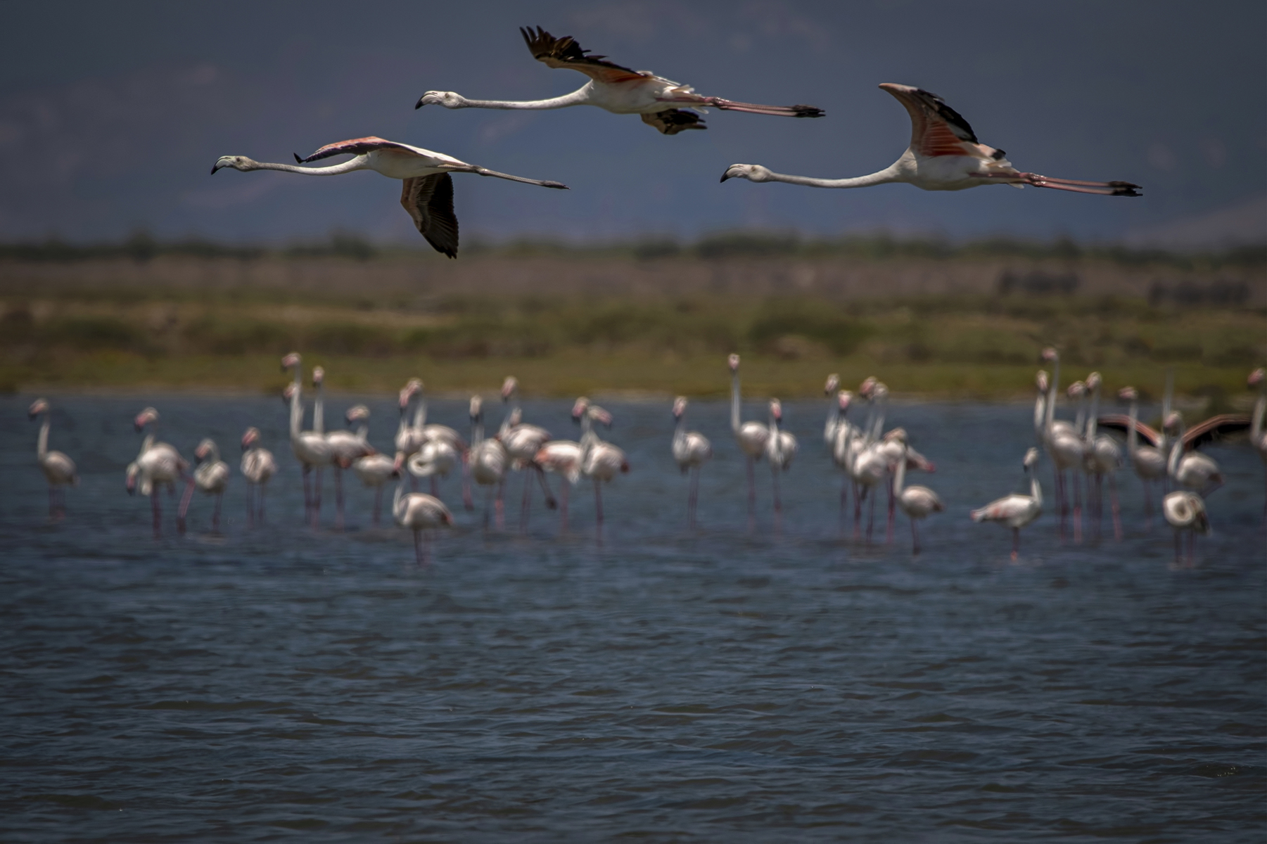 Flamingo