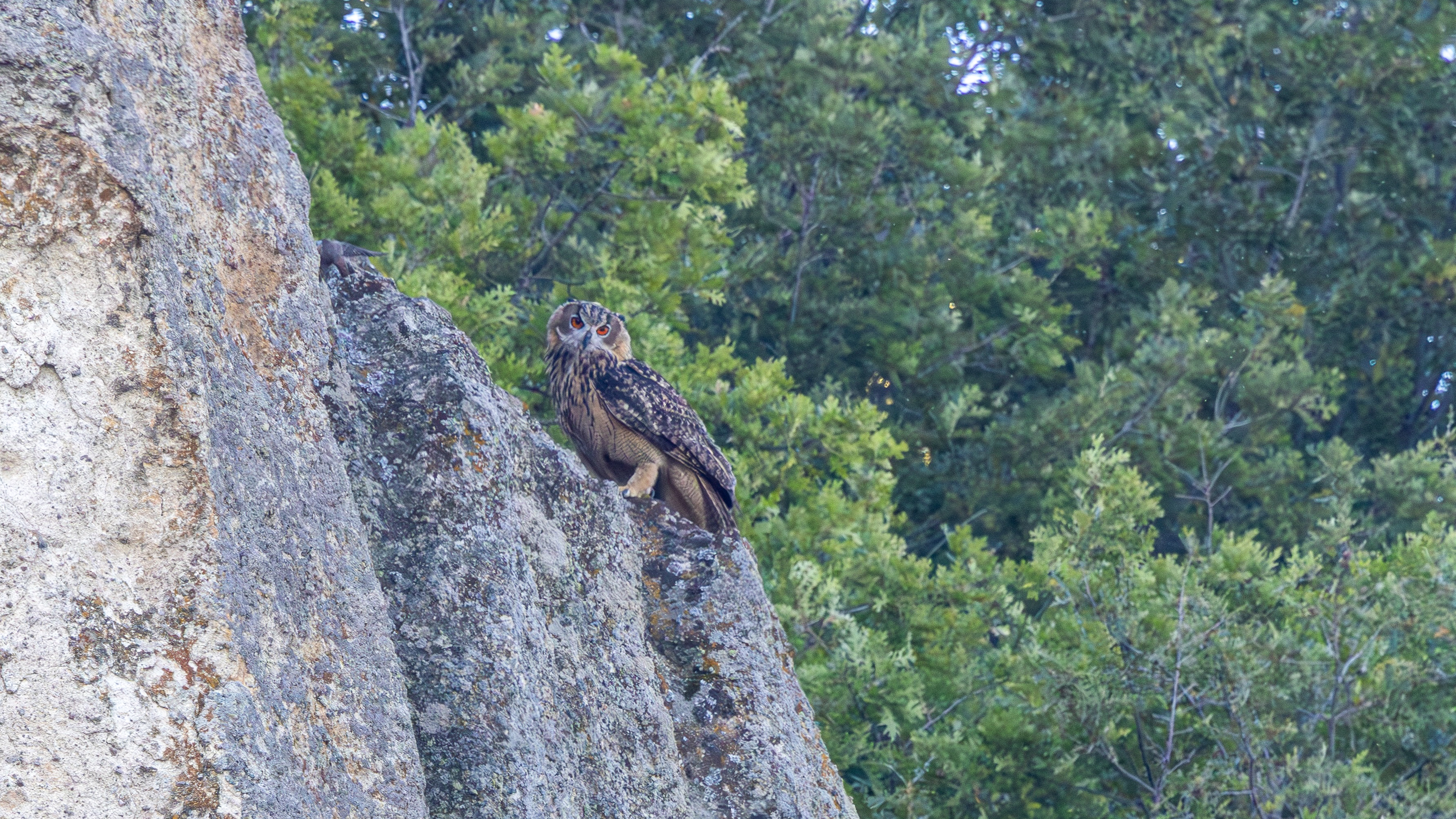 Puhu » Eurasian Eagle-Owl » Bubo bubo