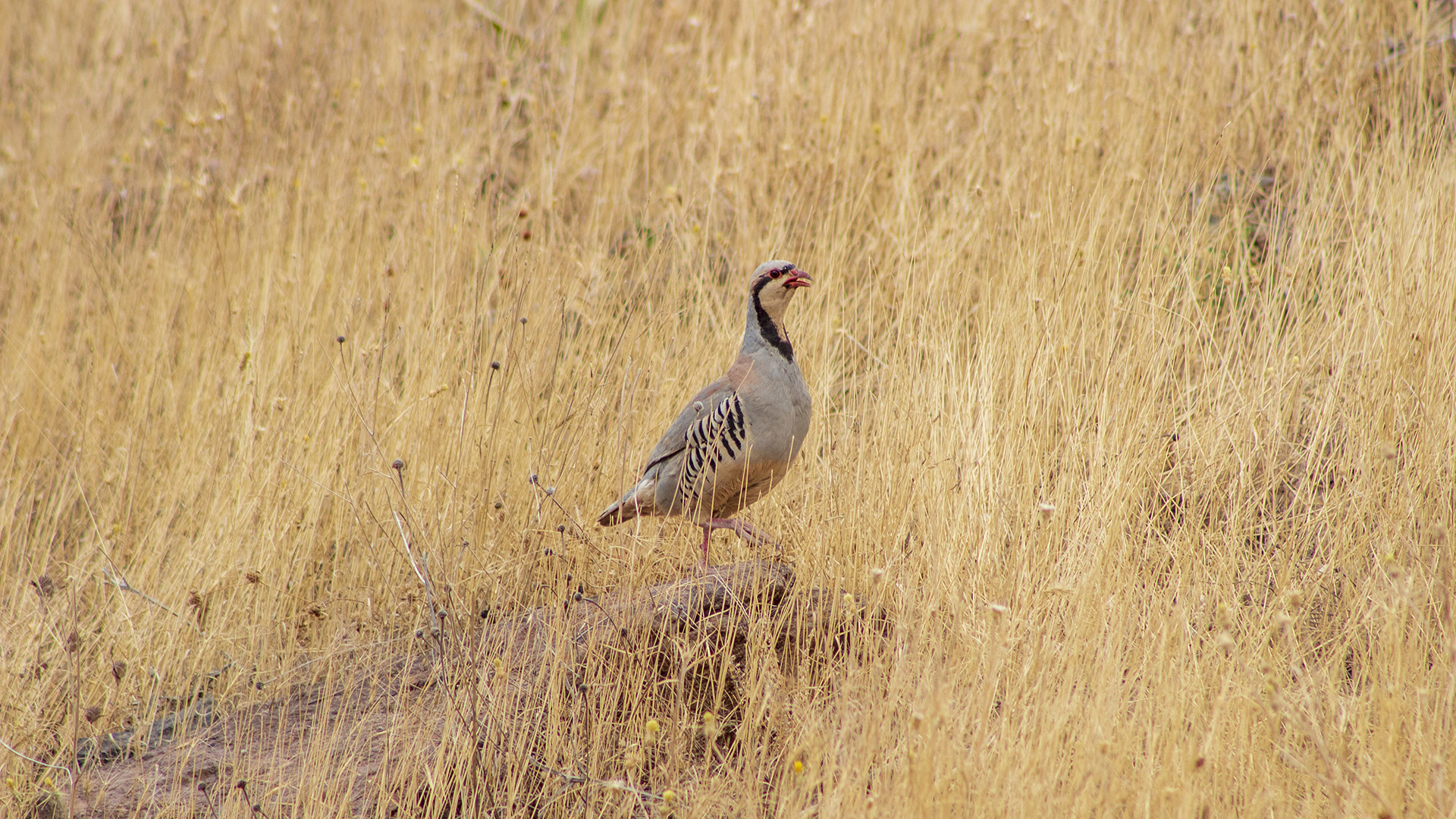Kınalı keklik » Chukar Partridge » Alectoris chukar