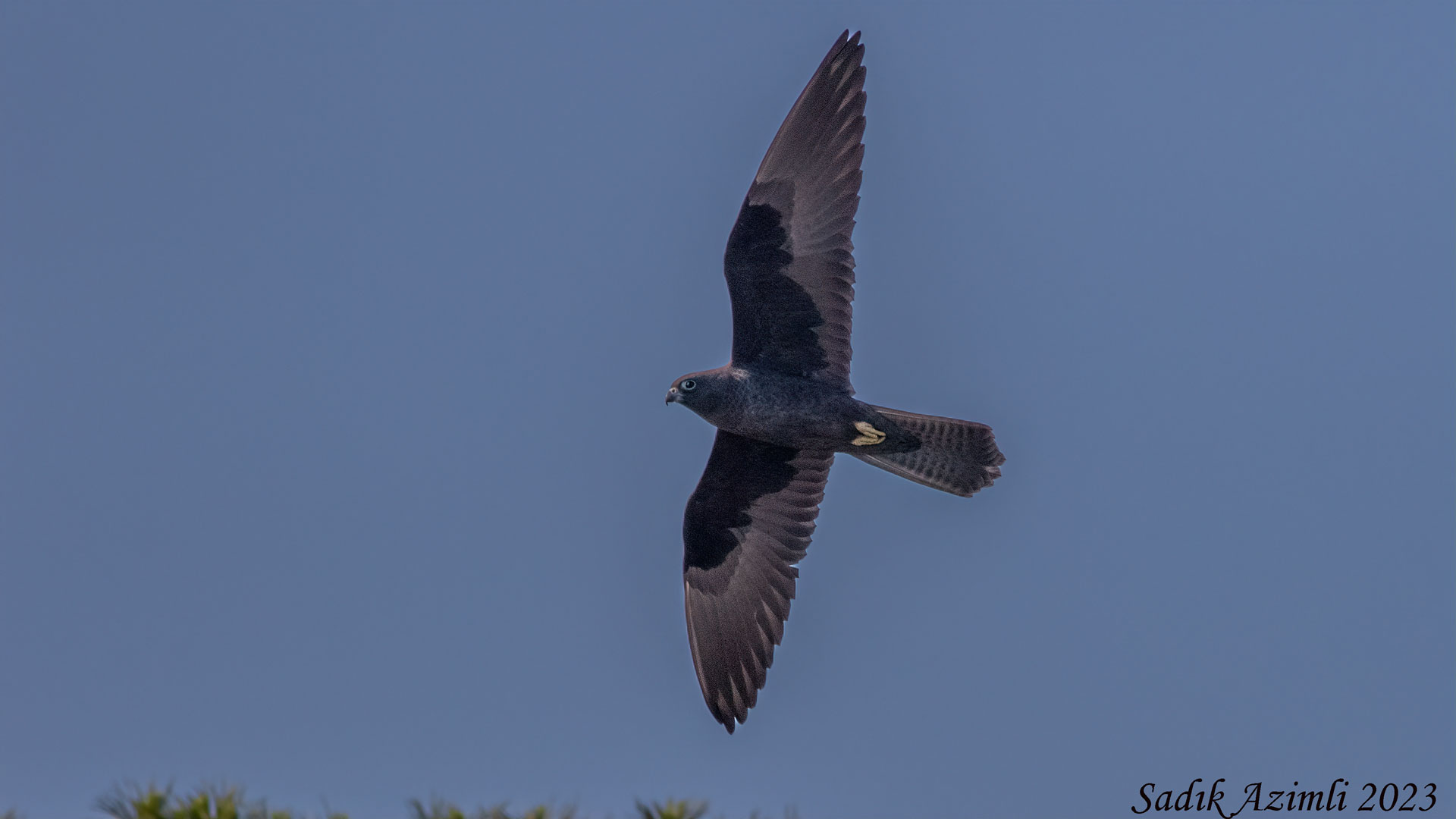 Ada doğanı » Eleonora`s Falcon » Falco eleonorae